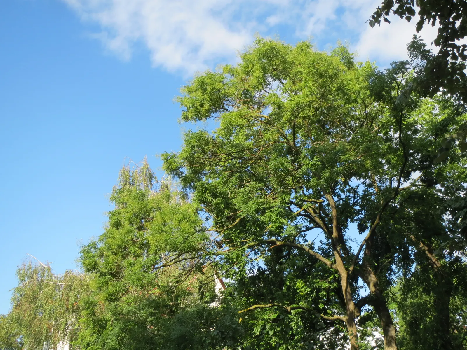 Japanese Pagoda Tree (Styphnolobium Japonicum) — white and yellow flowers in the garden; commonly known as the Japanese Pagoda Tree or the Chinese Scholar Tree