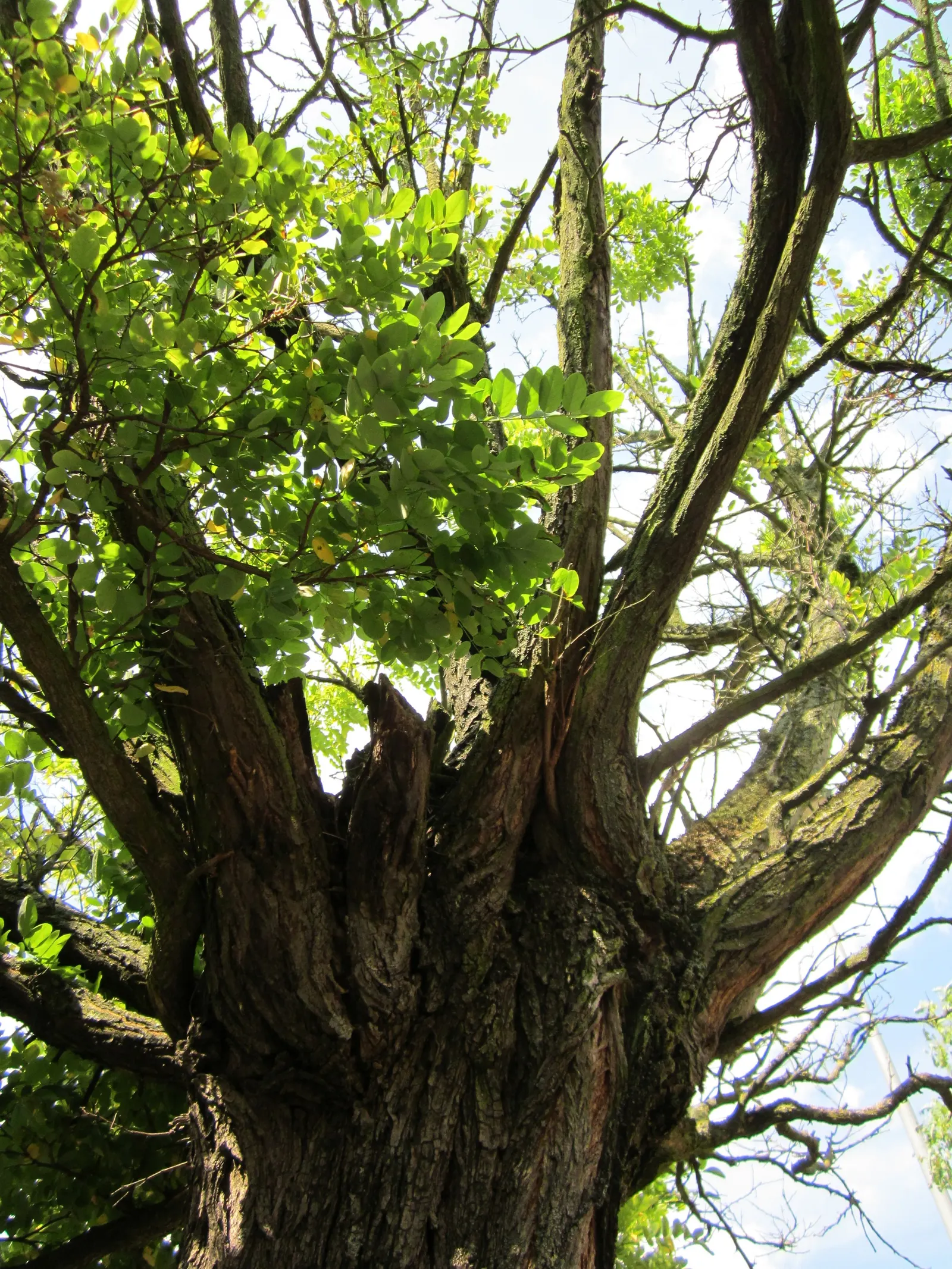 Japanese Pagoda Tree (Styphnolobium Japonicum) — the Japanese Pagoda Tree requires moderate watering with more frequent hydration during dry spells; consider
