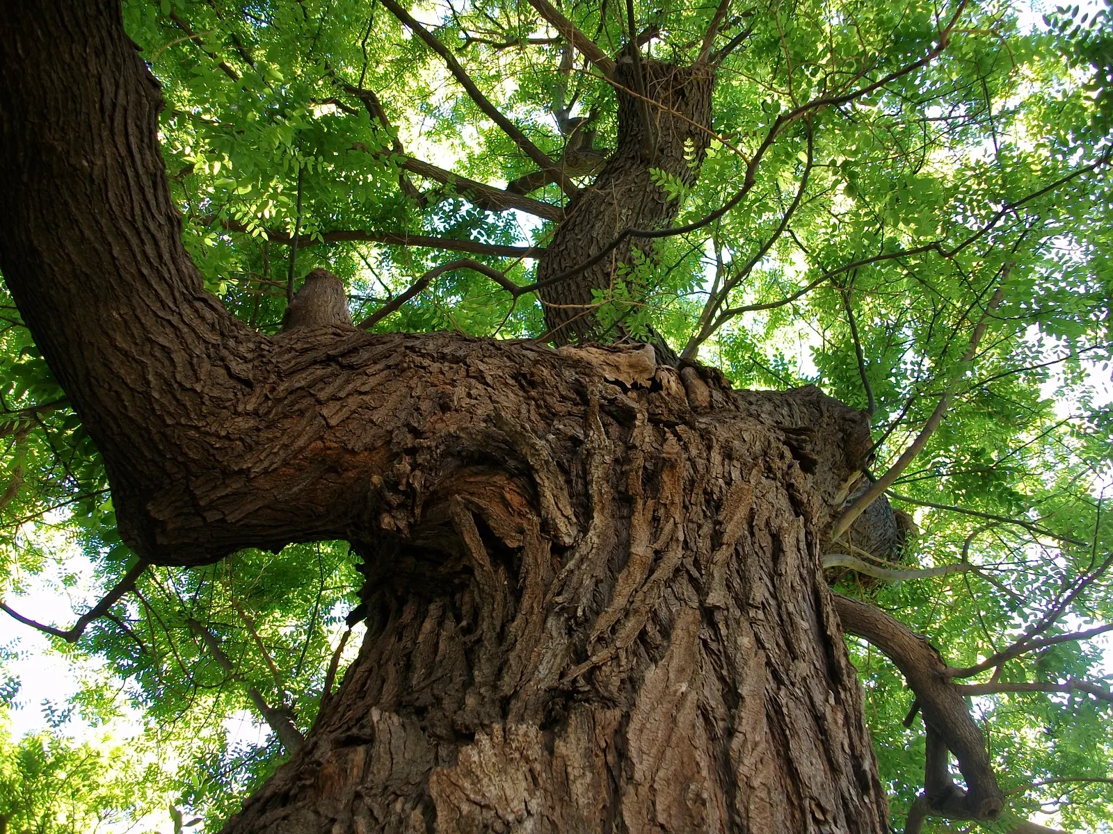Japanese Pagoda Tree (Styphnolobium Japonicum) — reaching 50-75ft tall with a 50-60ft spread; it is resilient to pollution and thrives in USDA, image 75
