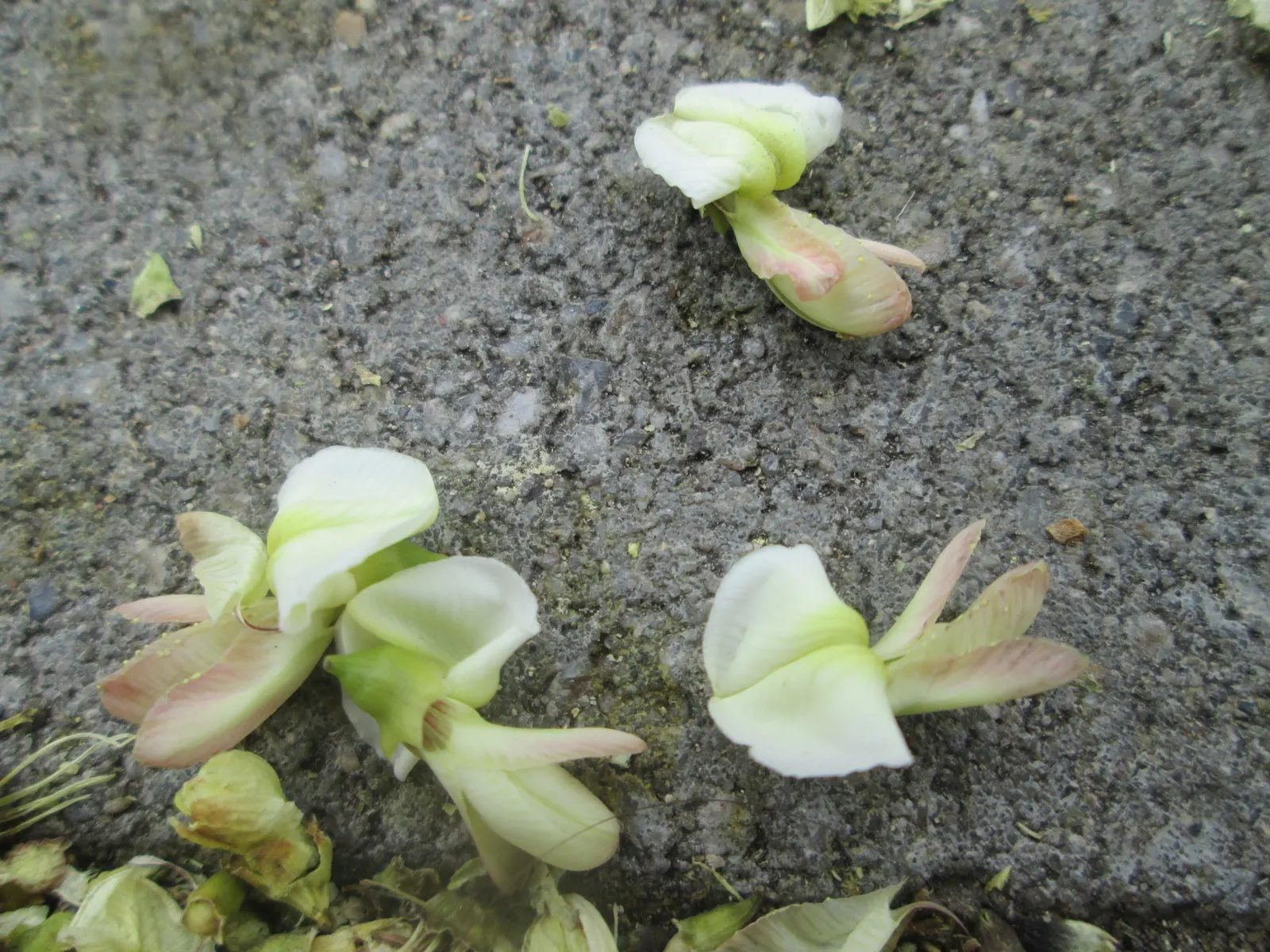 Japanese Pagoda Tree (Styphnolobium Japonicum) — reaching 50-75ft tall with a 50-60ft spread; it is resilient to pollution and thrives in USDA, image 51