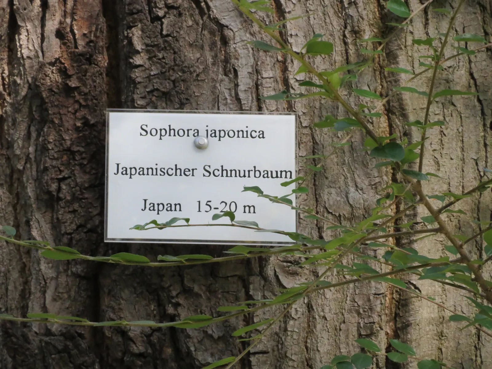 Japanese Pagoda Tree (Styphnolobium Japonicum) — brown seed pods that persist into winter