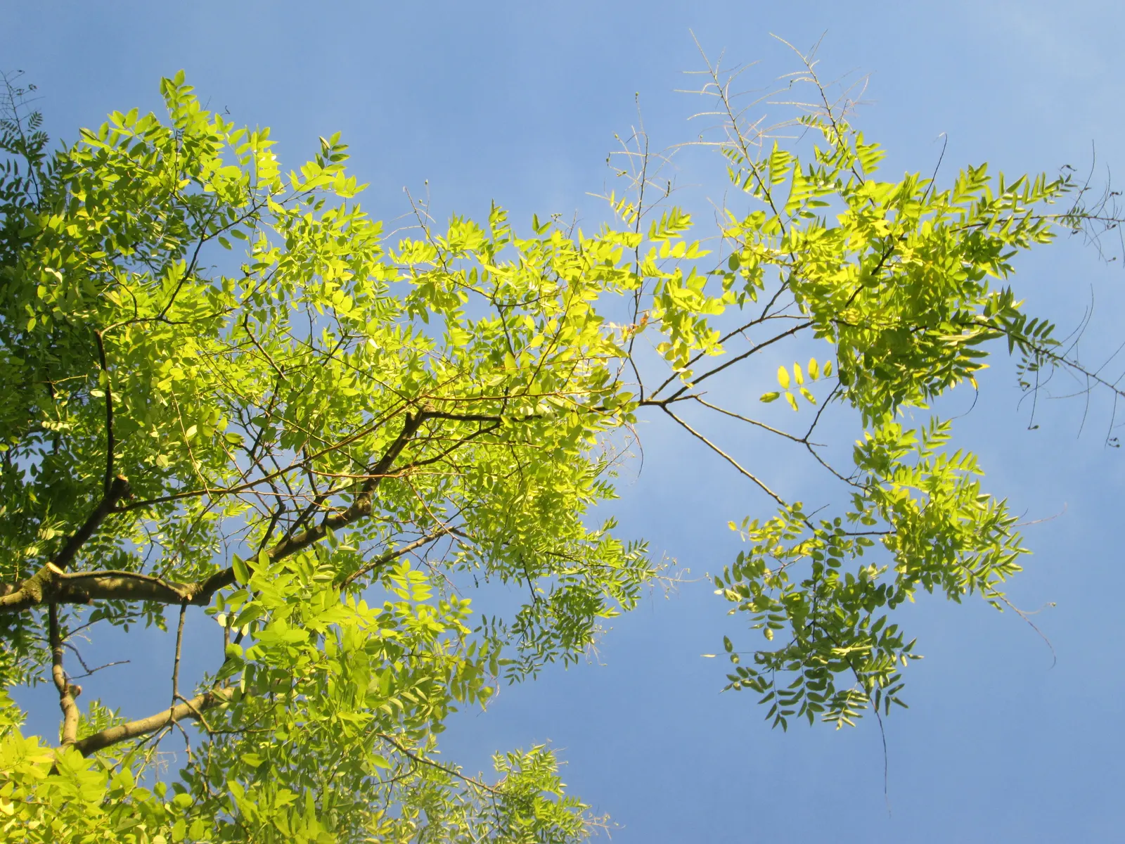 Japanese Pagoda Tree (Styphnolobium Japonicum) — withstanding temperatures as low as -30&deg;F to -20&deg;F.<br><br>When incorporating into a, image 91