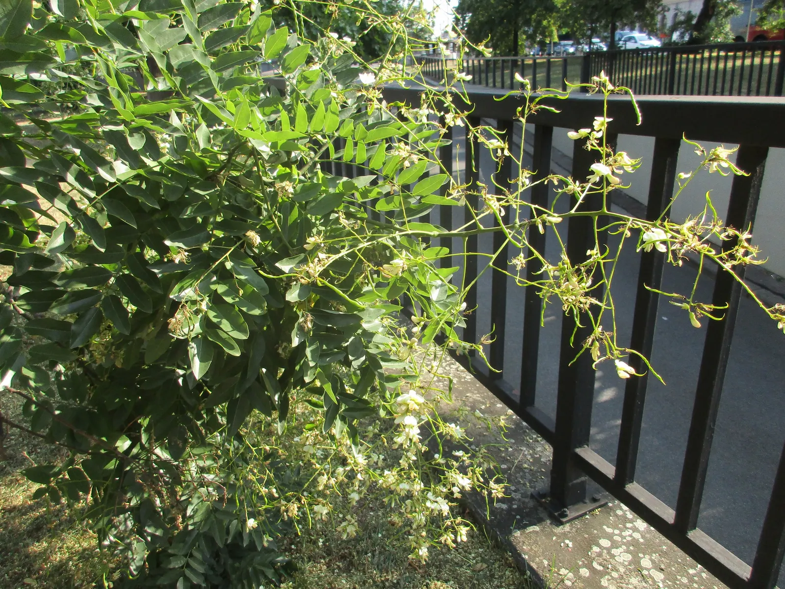 Japanese Pagoda Tree (Styphnolobium Japonicum) — brown seed pods that persist into winter; these blooms not only add aesthetic value but also, image 64