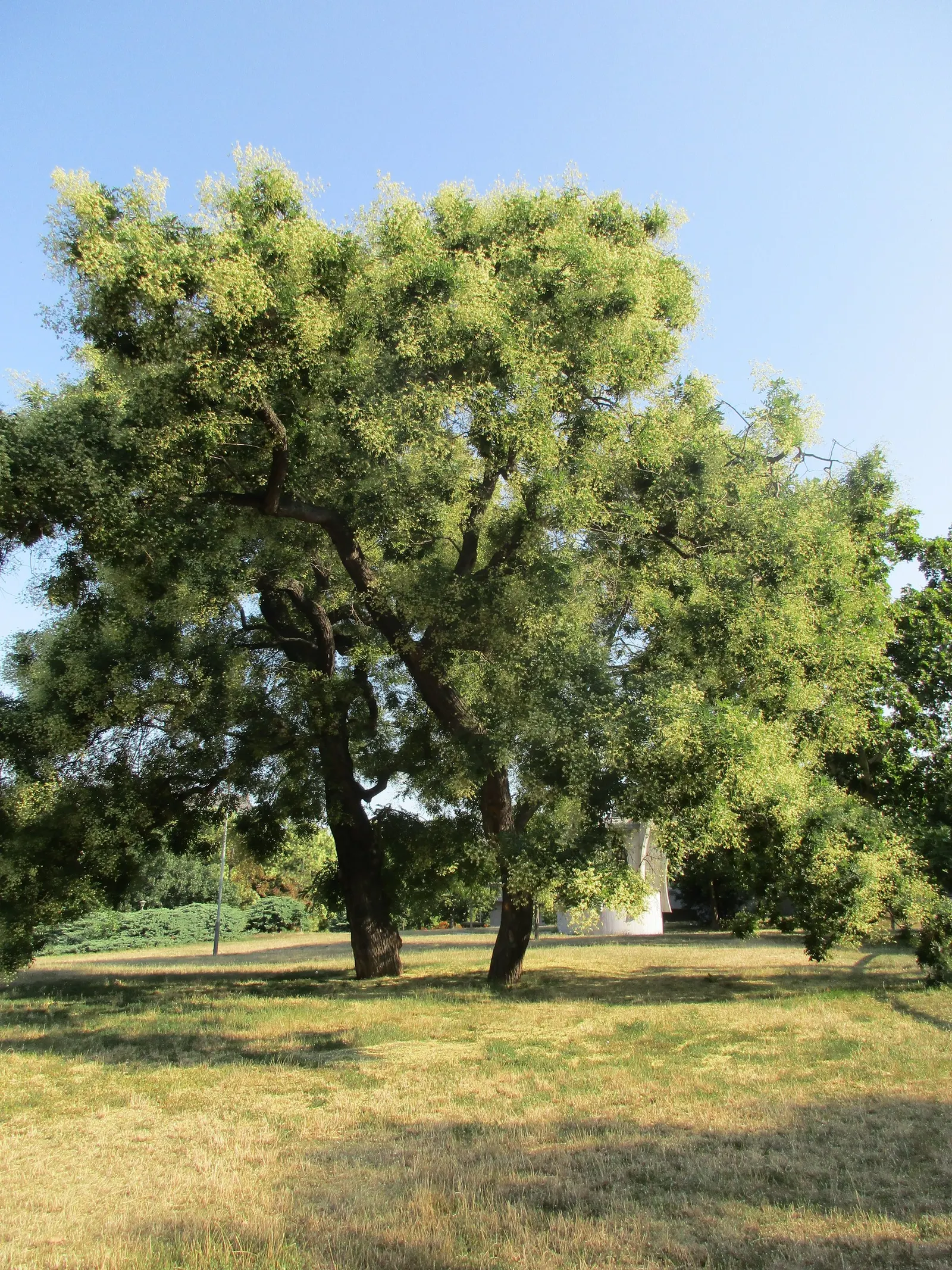 Japanese Pagoda Tree (Styphnolobium Japonicum) — Following the flowering season; tree with white and yellow blooms, image 62