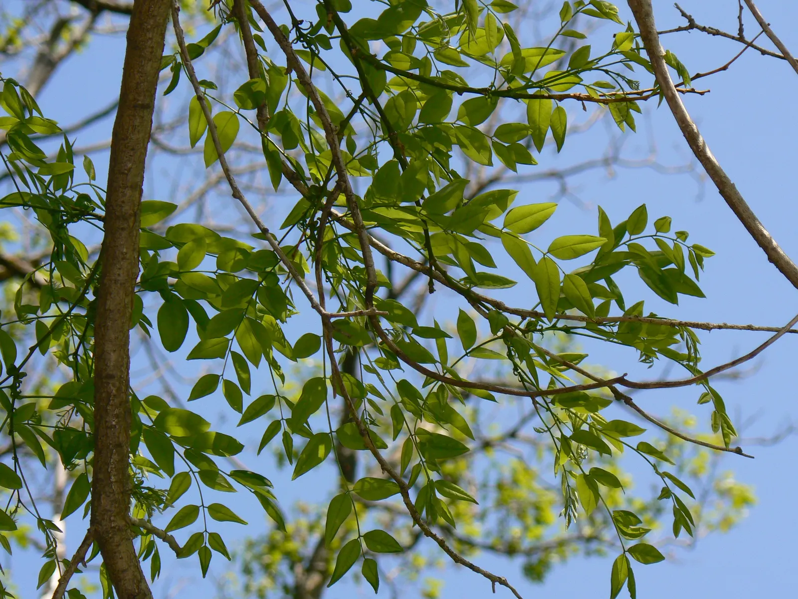 Japanese Pagoda Tree (Styphnolobium Japonicum) — Its broad, rounded canopy is adorned with compound leaves and fragrant white flowers in late summer; the