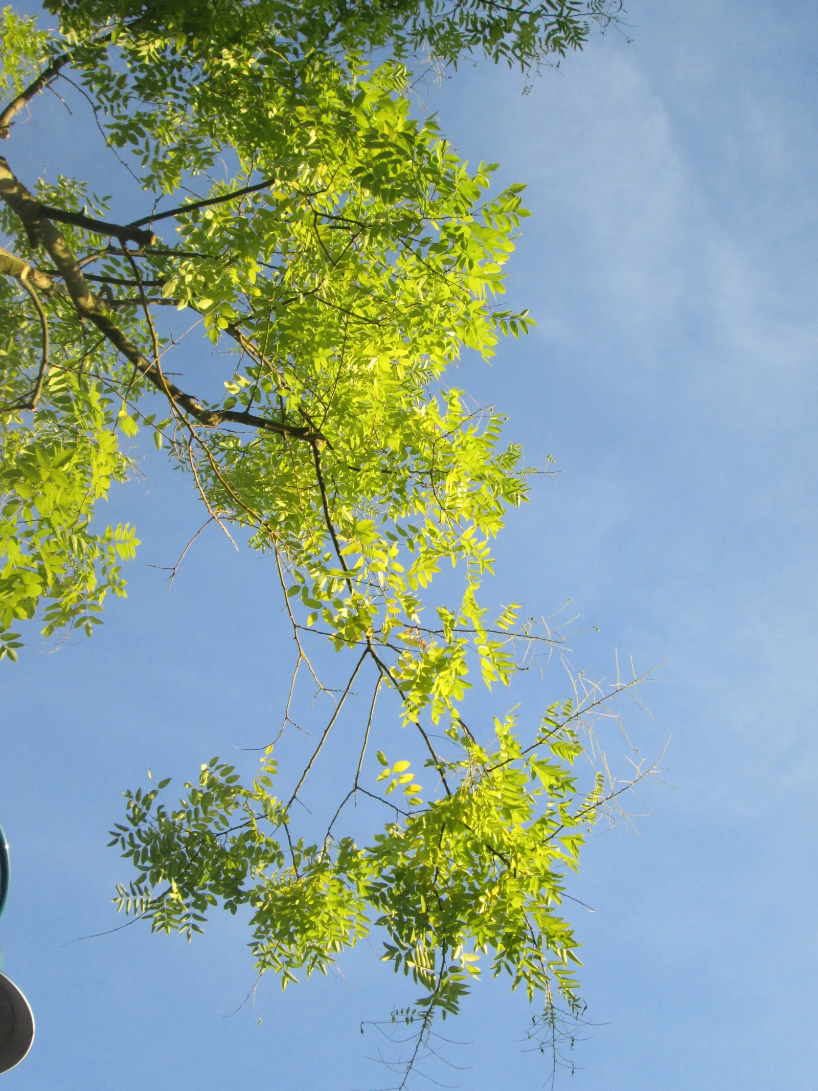 Japanese Pagoda Tree (Styphnolobium Japonicum) — composed of 7 to 17 leaflets; a hardy deciduous species, image 83
