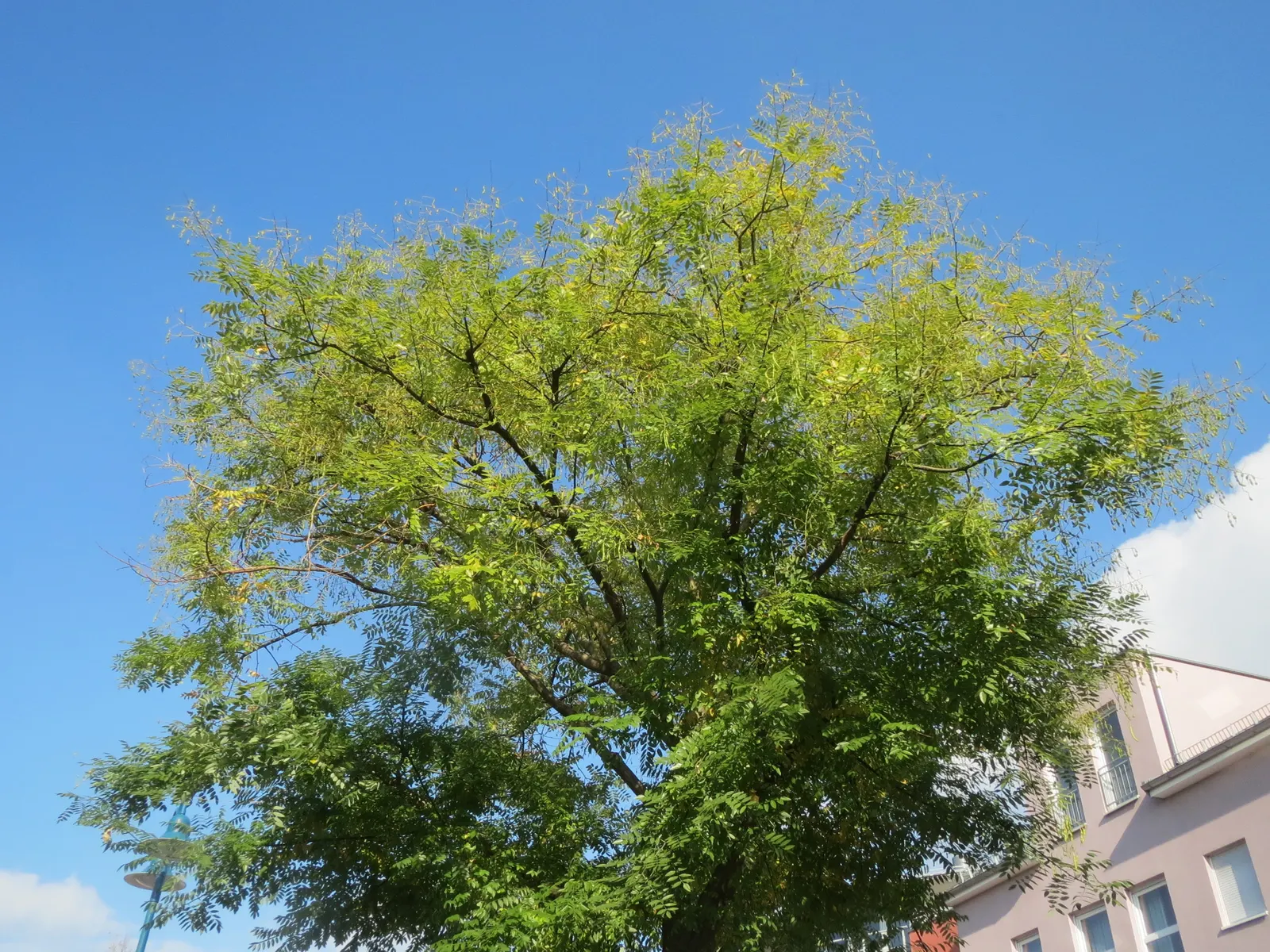 Japanese Pagoda Tree (Styphnolobium Japonicum) — consider the Japanese Pagoda Tree for its towering height and broad canopy; the Japanese Pagoda Tree requires