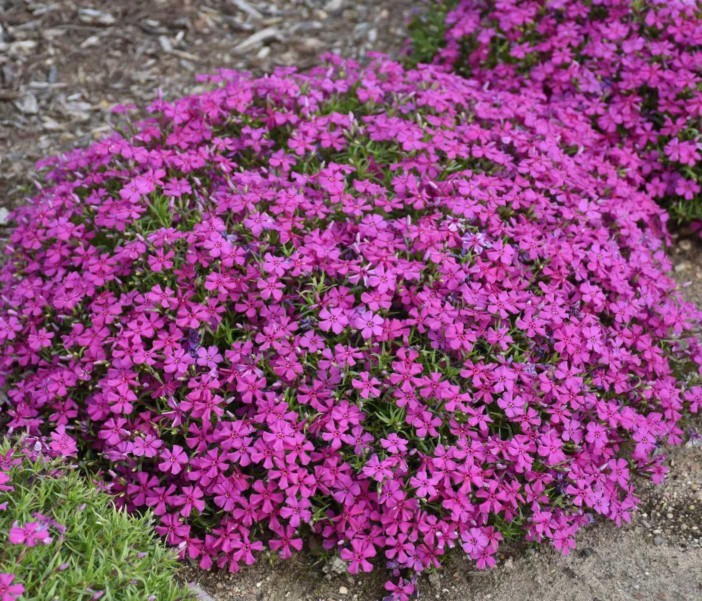 'Majestic Magenta' Hybrid Spring Phlox (Phlox hybrid) — spreading perennial with green foliage and fragrant dark pink flowers in early spring