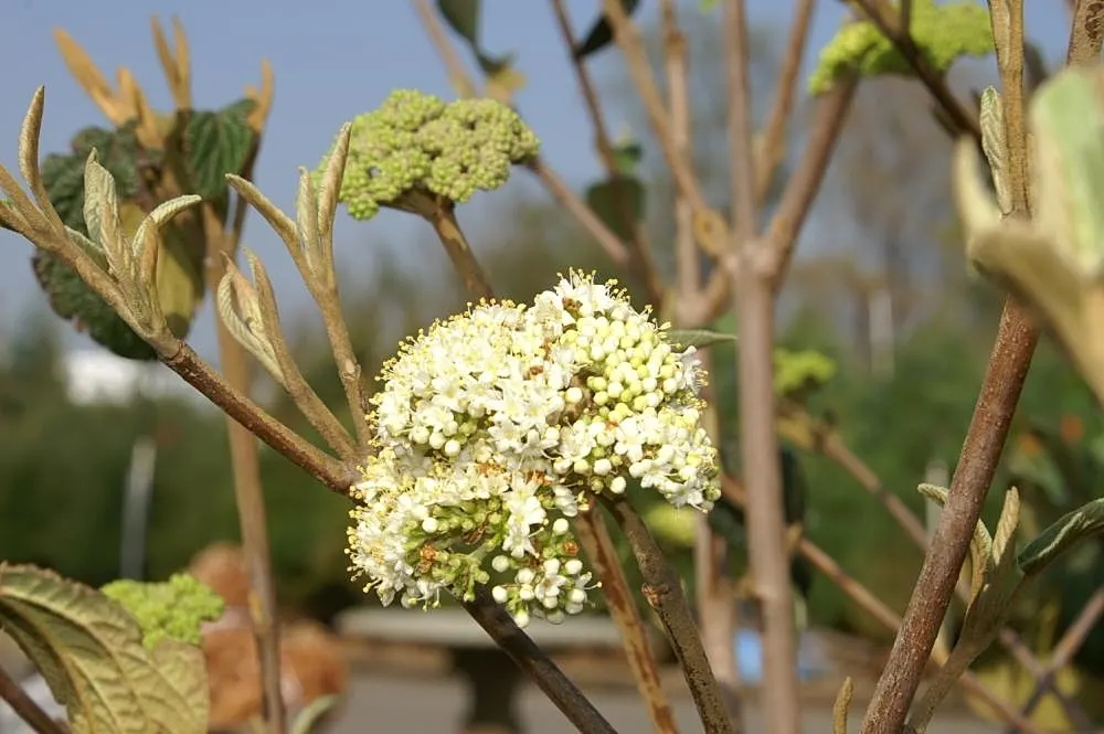 Alleghany Leatherleaf Viburnum (Viburnum X 'Alleghany') — this plant showcases white