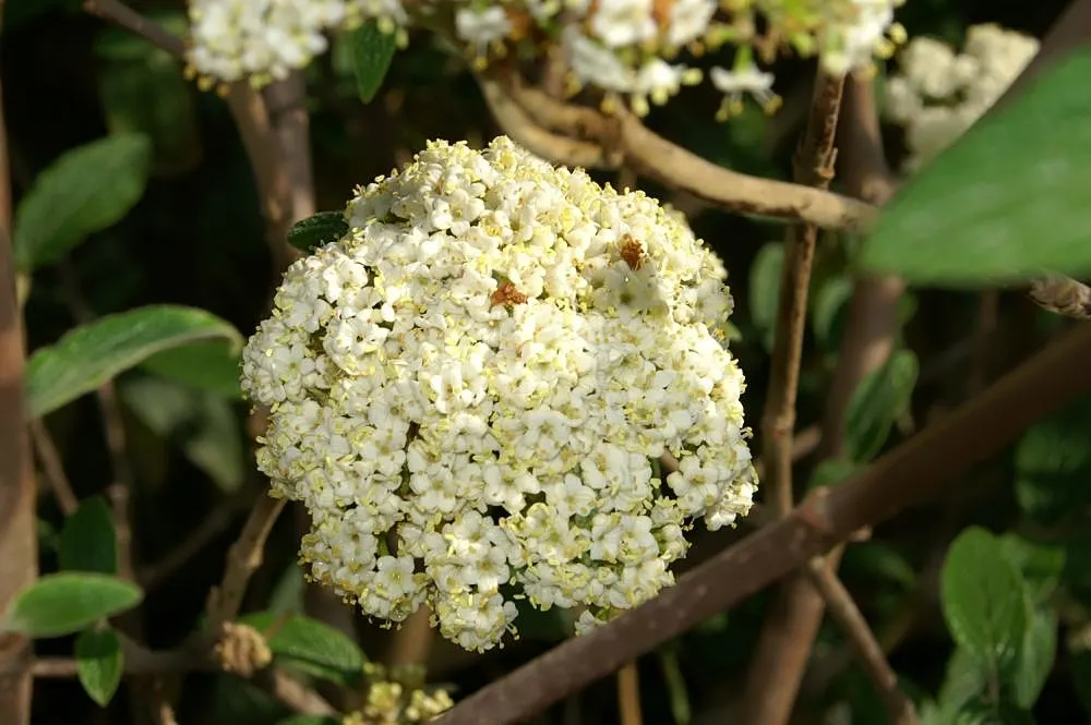 Alleghany Leatherleaf Viburnum (Viburnum X 'Alleghany') — Ideal for hedges or privacy screens, it thrives in full sun to part shade and tolerates a range of
