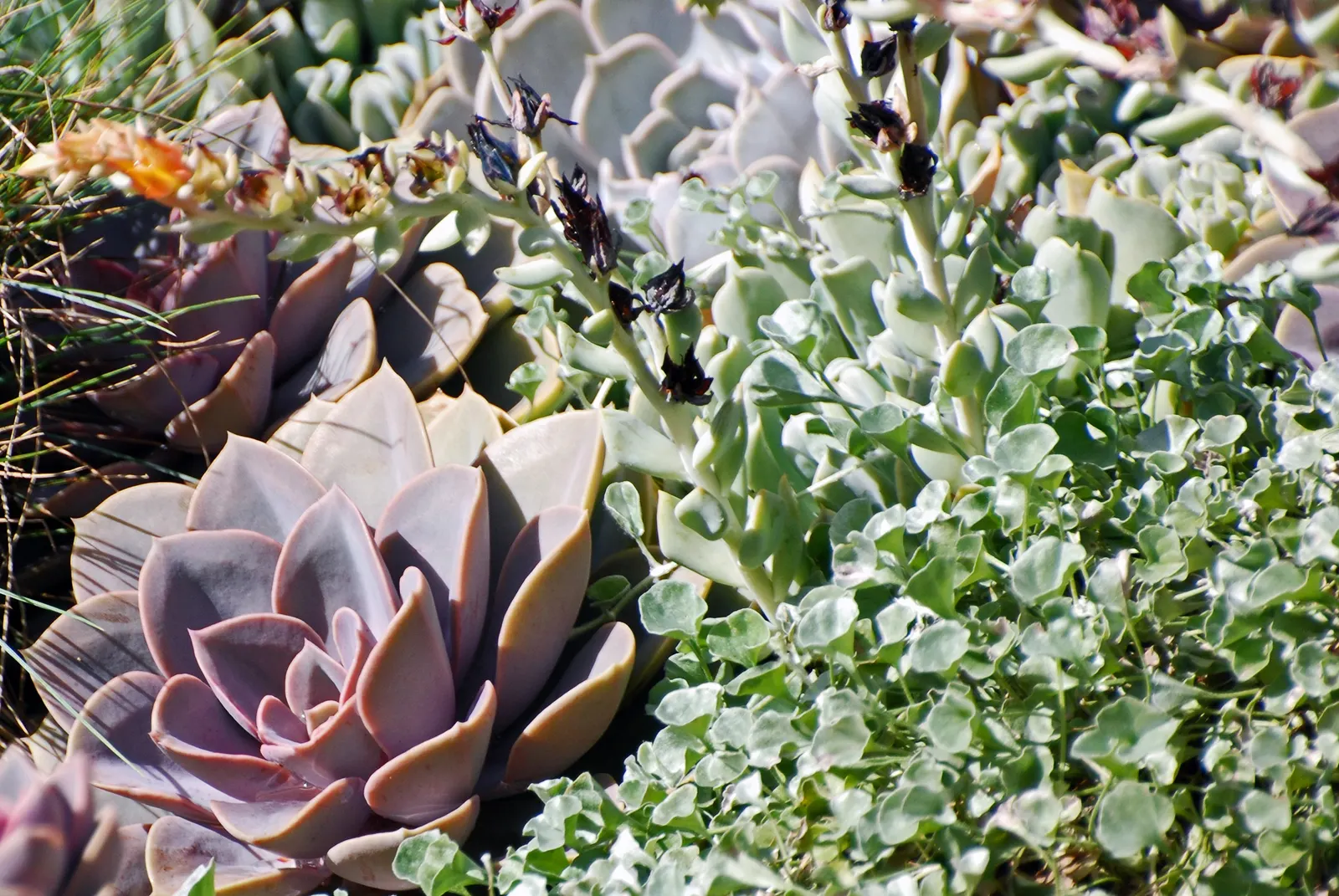 Ghost Echeveria (Echeveria Lilacina) — is a perennial succulent that adds a striking and ethereal presence to any landscape design