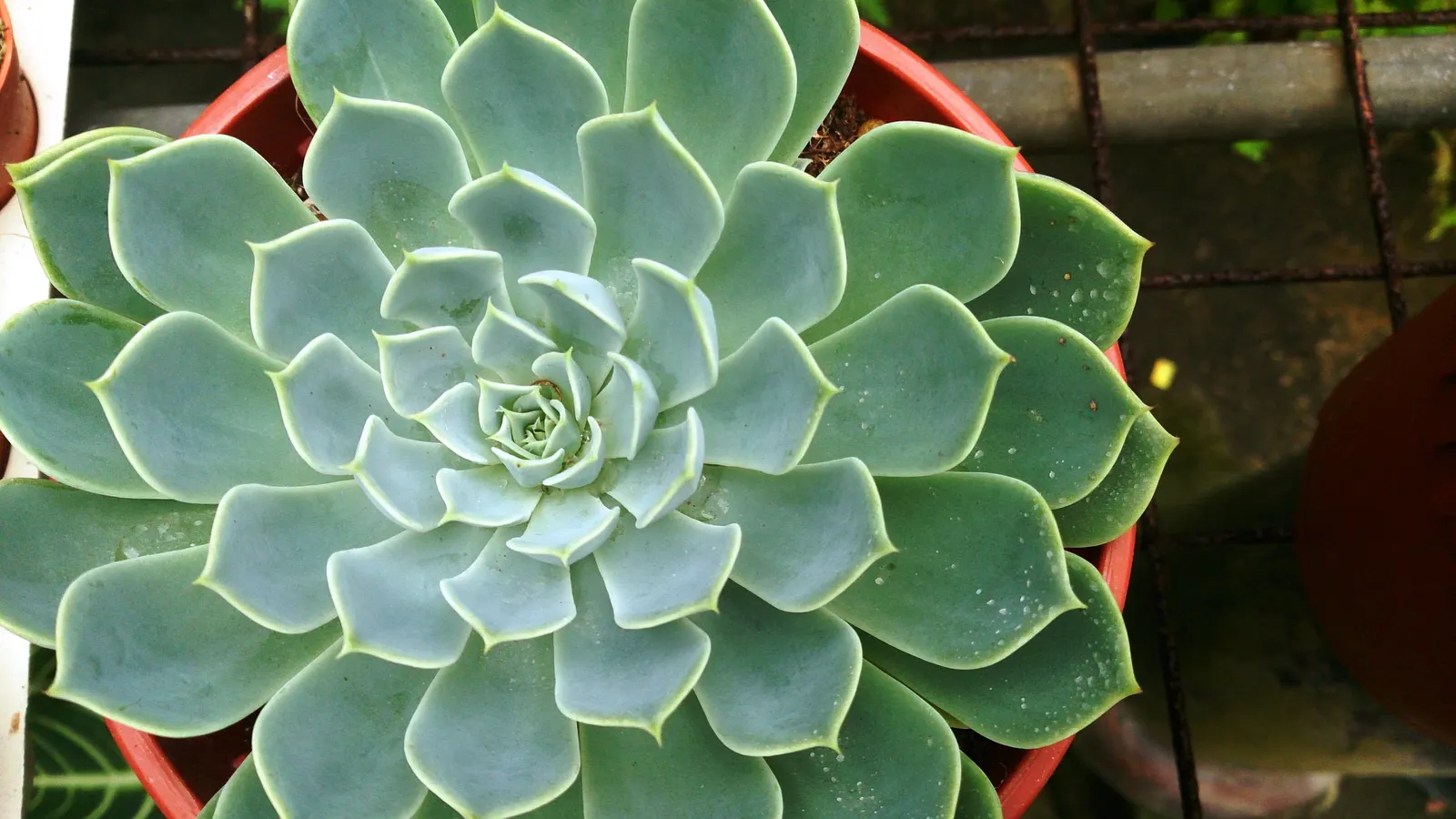 Ghost Echeveria (Echeveria Lilacina) — it produces pink to coral flowers on arching inflorescences