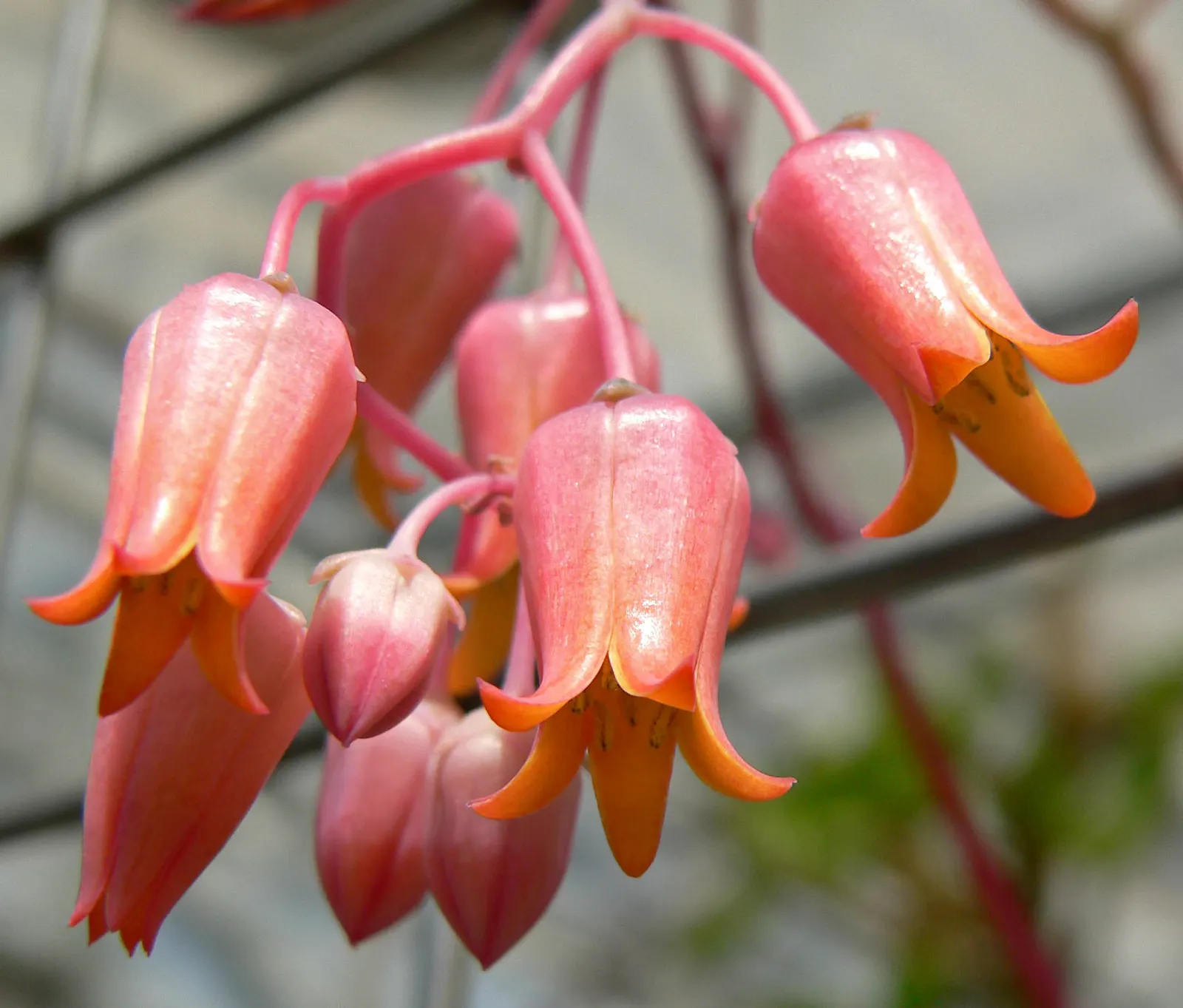Ghost Echeveria (Echeveria Lilacina) — prized for its rosettes of spoon-shaped leaves with a powdery lilac-gray hue