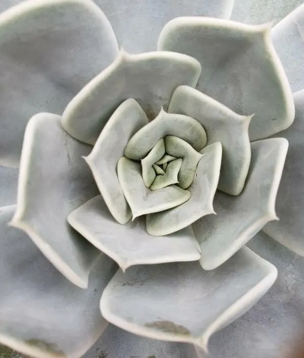 Ghost Echeveria (Echeveria Lilacina) — bearing coral-pink to red flowers with a yellow interior