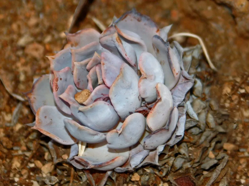 Ghost Echeveria (Echeveria Lilacina) — In late winter or early spring