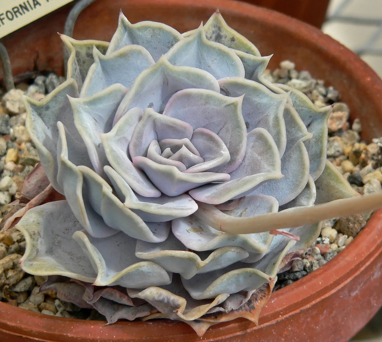 Ghost Echeveria (Echeveria Lilacina) — The rosettes typically grow up to 6 inches in diameter and approximately 4 to 5 inches tall