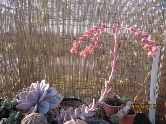 Ghost Echeveria (Echeveria Lilacina) — This plant typically spans 6 inches across and reaches a modest height of 5 inches