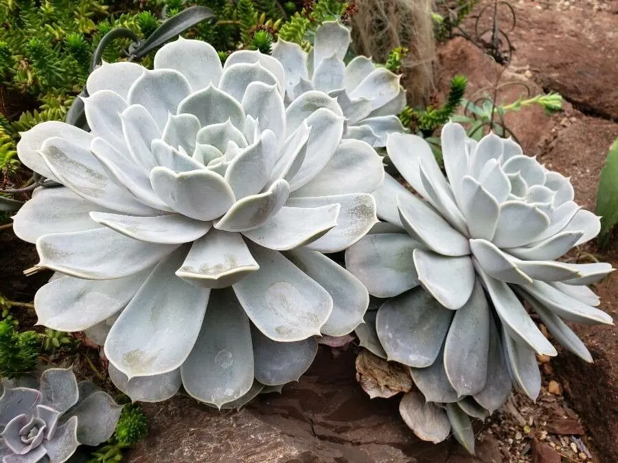 Ghost Echeveria (Echeveria Lilacina) — Hardy in USDA zones 9 to 11