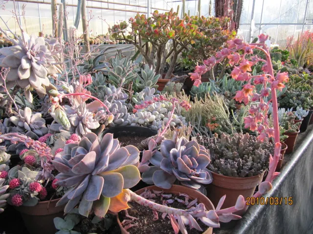 Ghost Echeveria (Echeveria Lilacina) — Its slow-growing, drought-tolerant nature makes it ideal for rock gardens or container displays