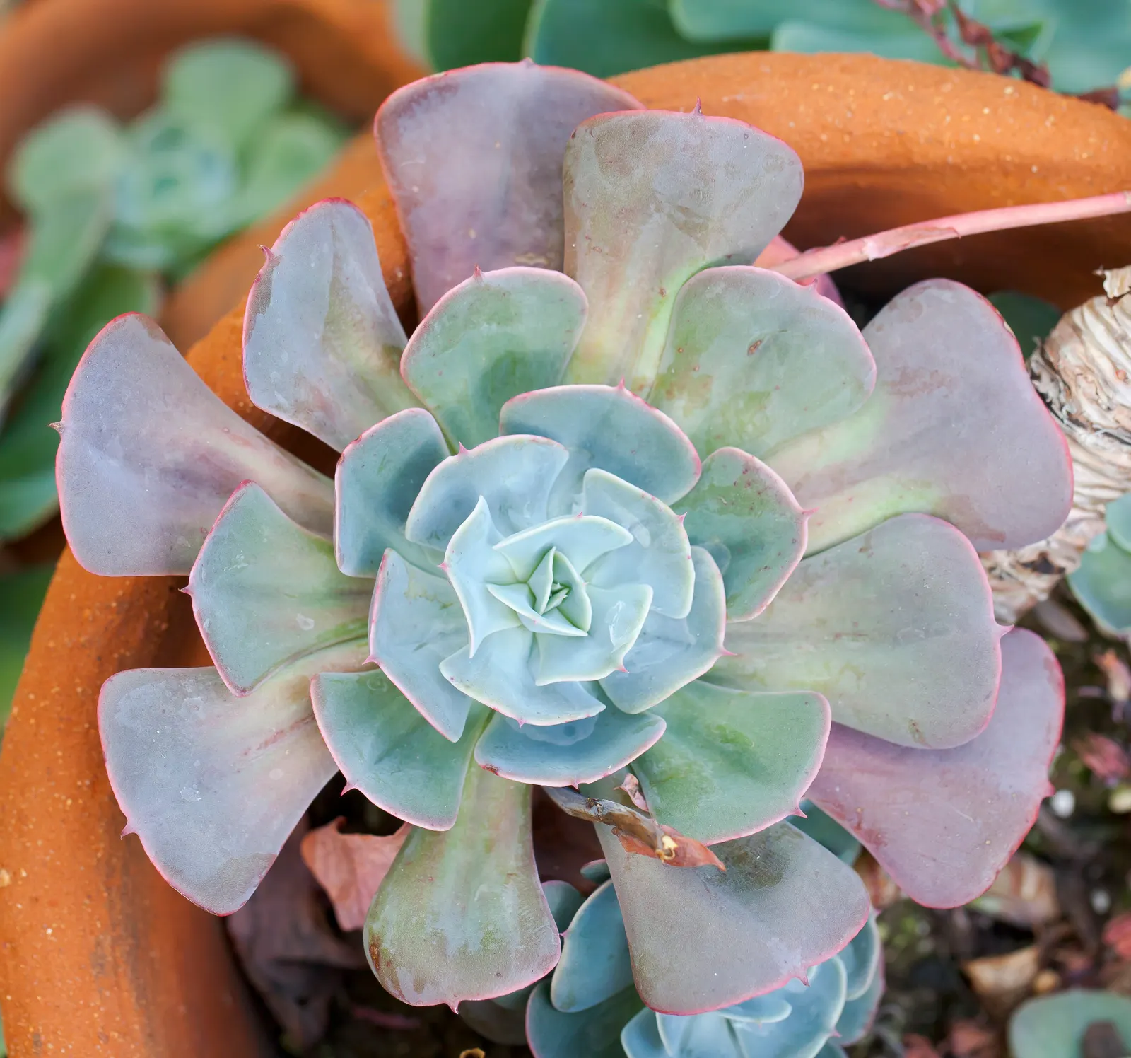 Ghost Echeveria (Echeveria Lilacina) — around 6 to 8 inches tall