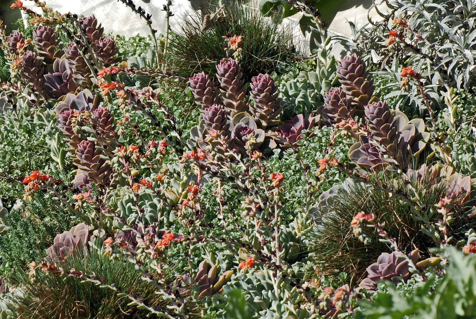 Ghost Echeveria (Echeveria Lilacina) — with spoon-shaped leaves that exhibit a powdery