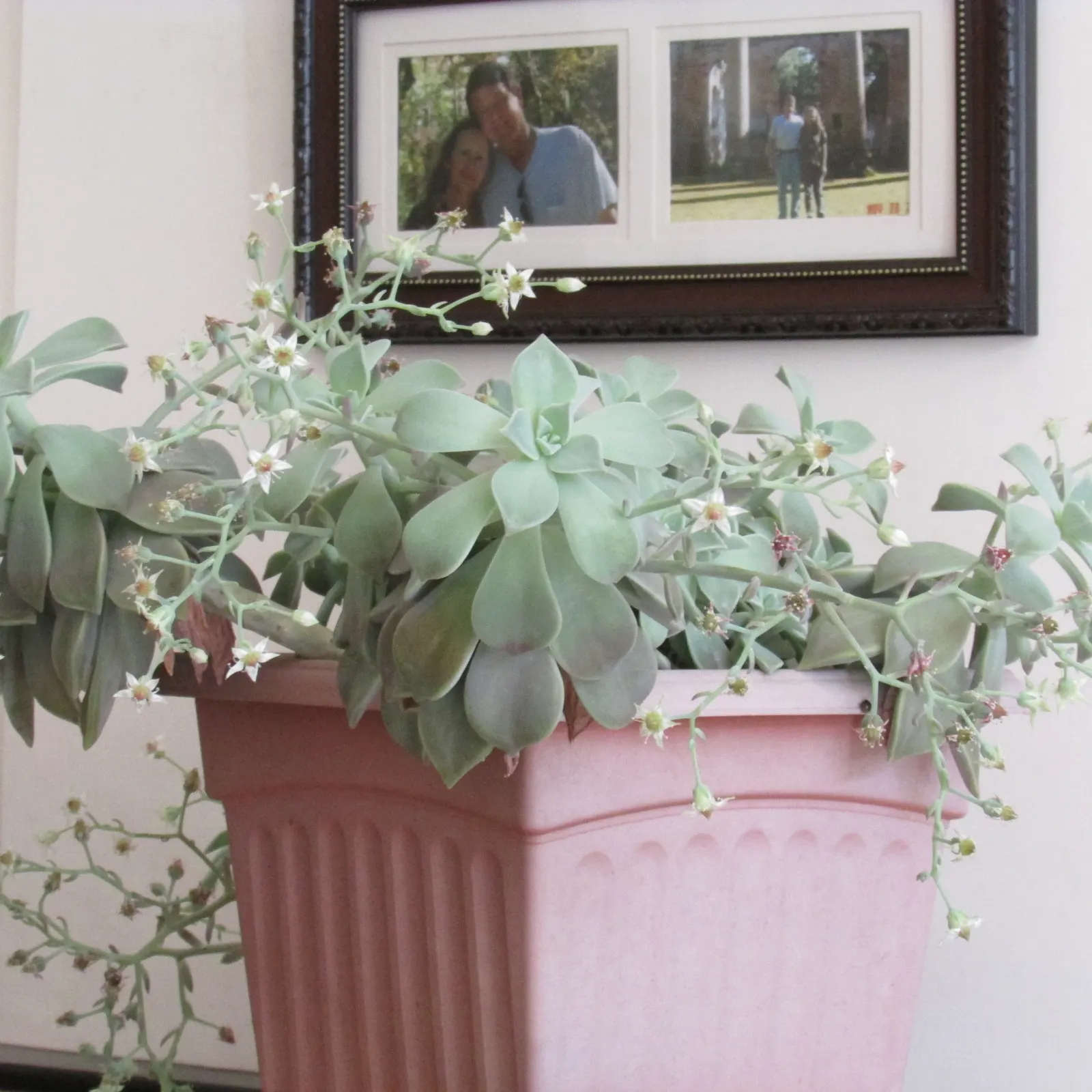 Ghost Echeveria (Echeveria Lilacina) — adding a splash of color to any xeriscape