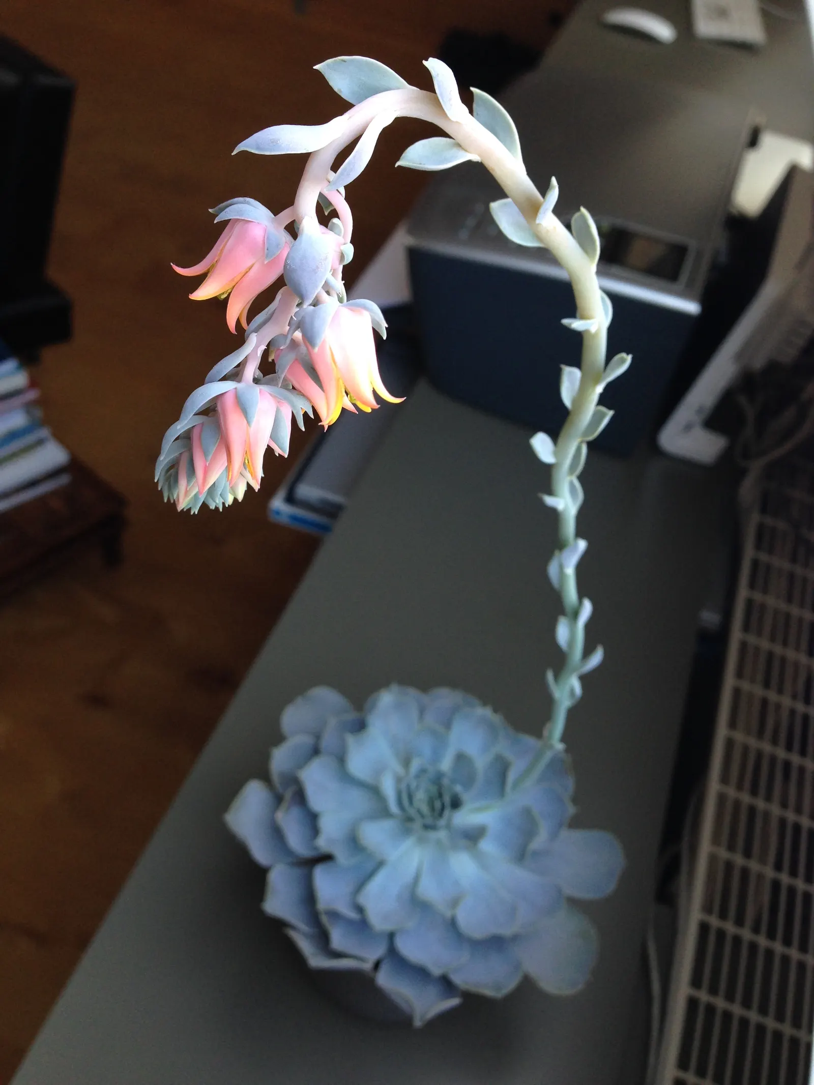 Ghost Echeveria (Echeveria Lilacina) — the Ghost Echeveria requires minimal watering