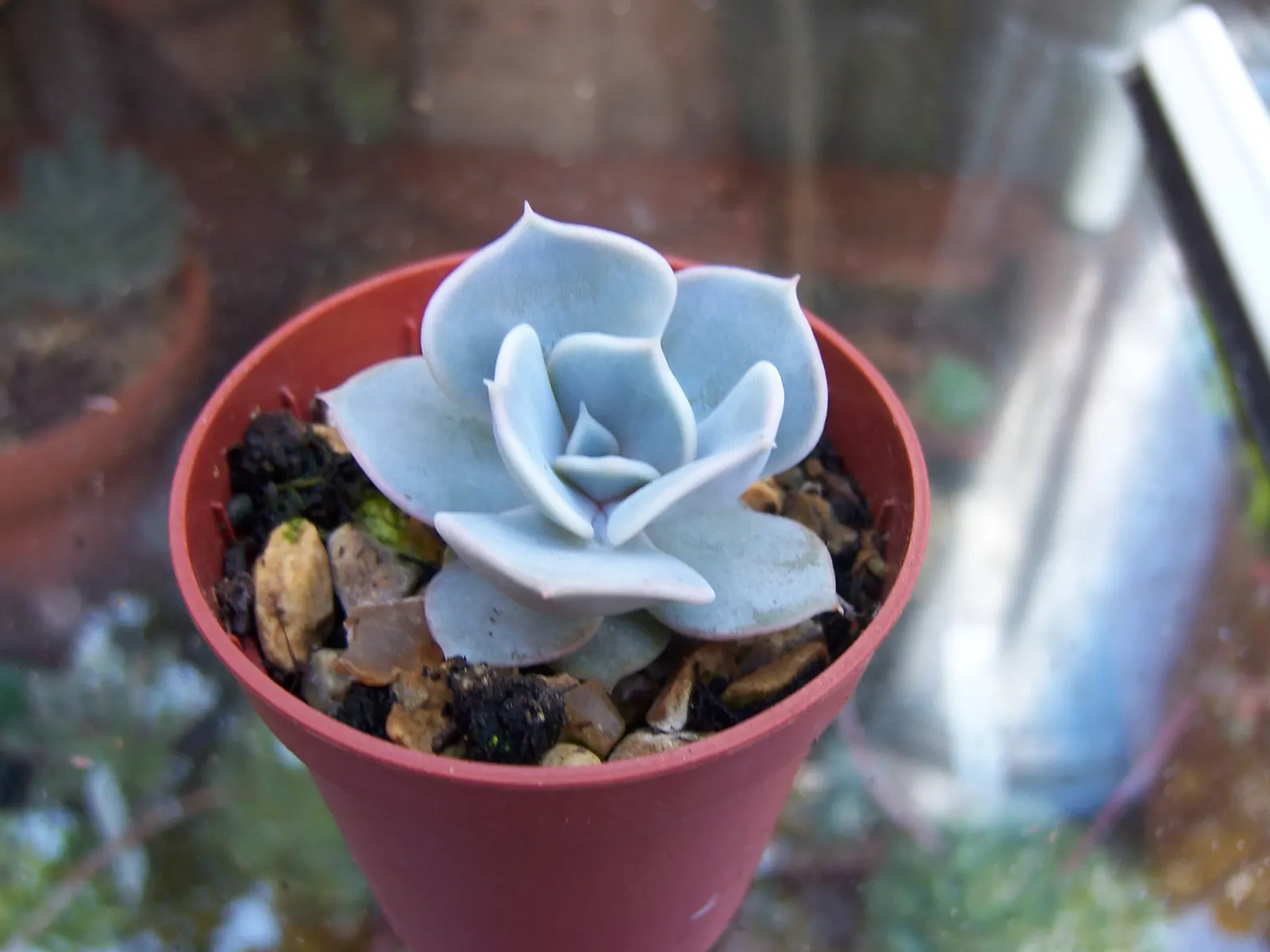Ghost Echeveria (Echeveria Lilacina) — In late winter to early spring