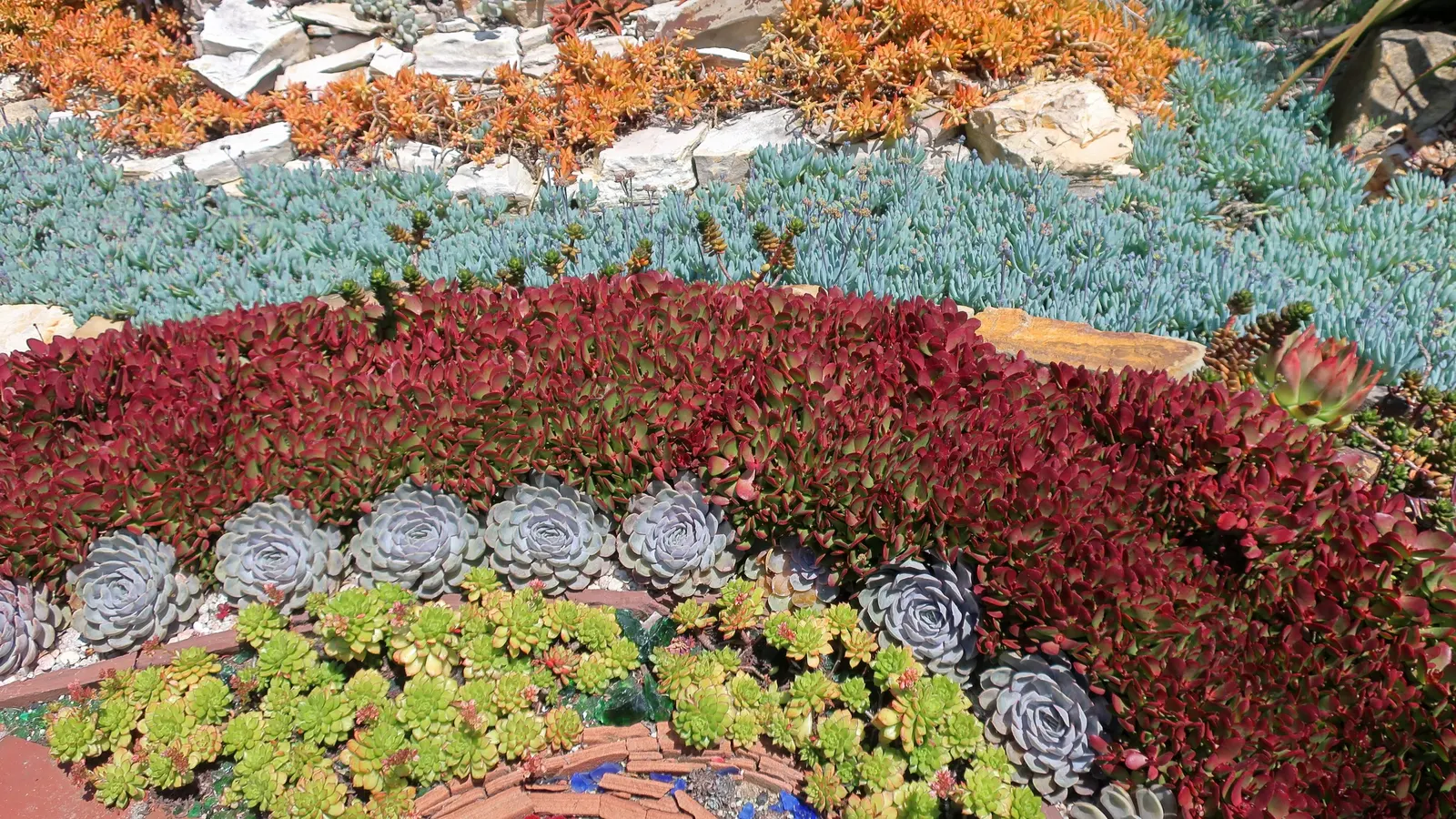 Ghost Echeveria (Echeveria Lilacina) — Echeveria lilacina sends up delicate flower stalks