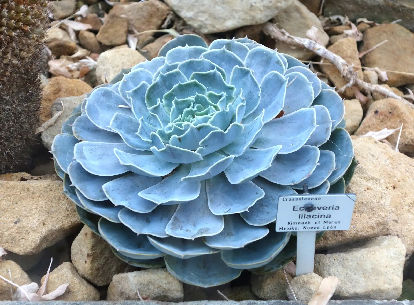 Ghost Echeveria (Echeveria Lilacina) — lending the plant its ghostly moniker