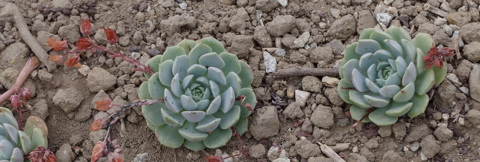 Ghost Echeveria (Echeveria Lilacina) — The Ghost Echeveria (Echeveria lilacina) is a perennial succulent