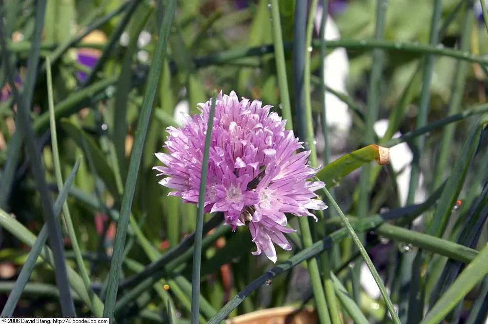 Chives (Allium Schoenoprasum) — Growing to a mature height of 12 to 18 inches; making it a versatile addition to any garden design, image 87