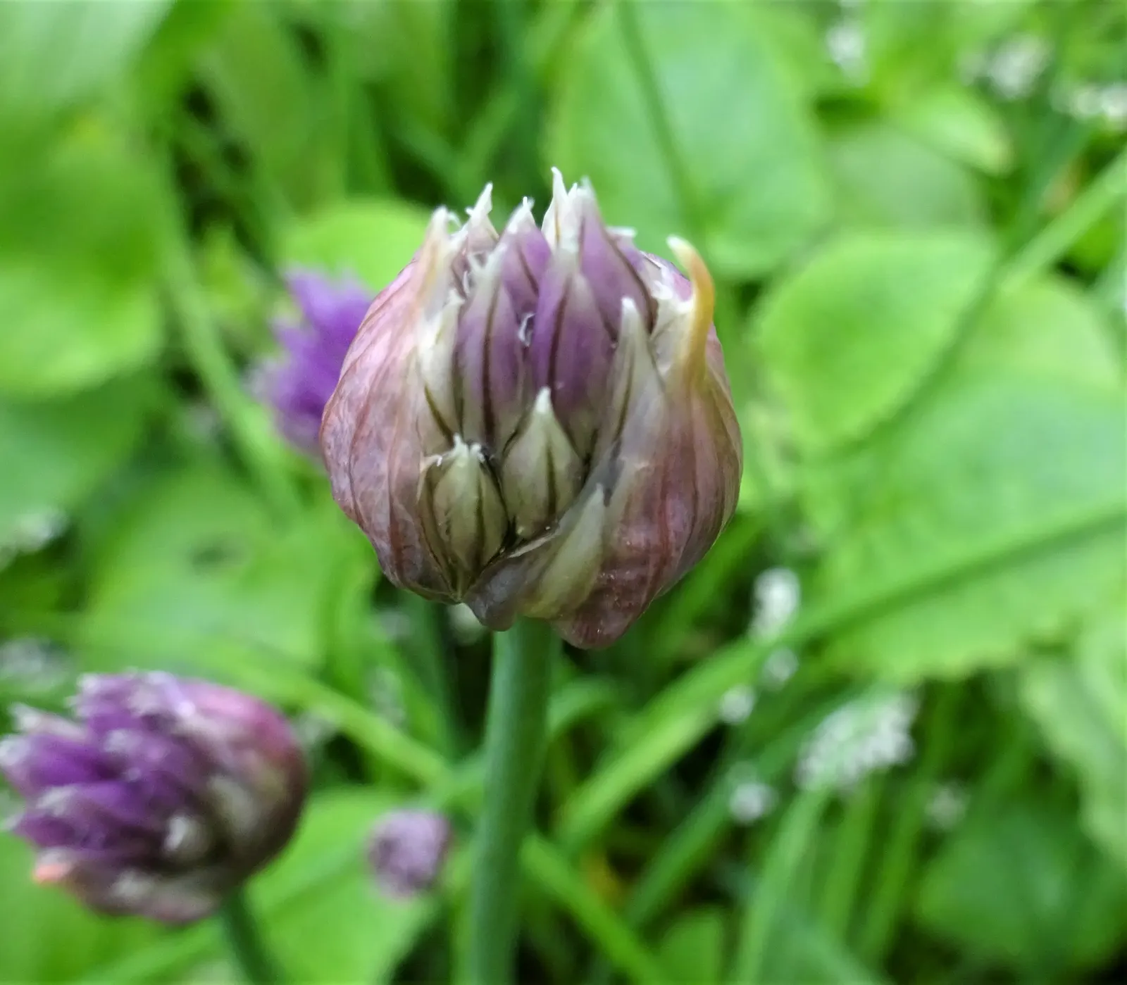 Chives (Allium Schoenoprasum) — with a spread of approximately 8 to 12 inches