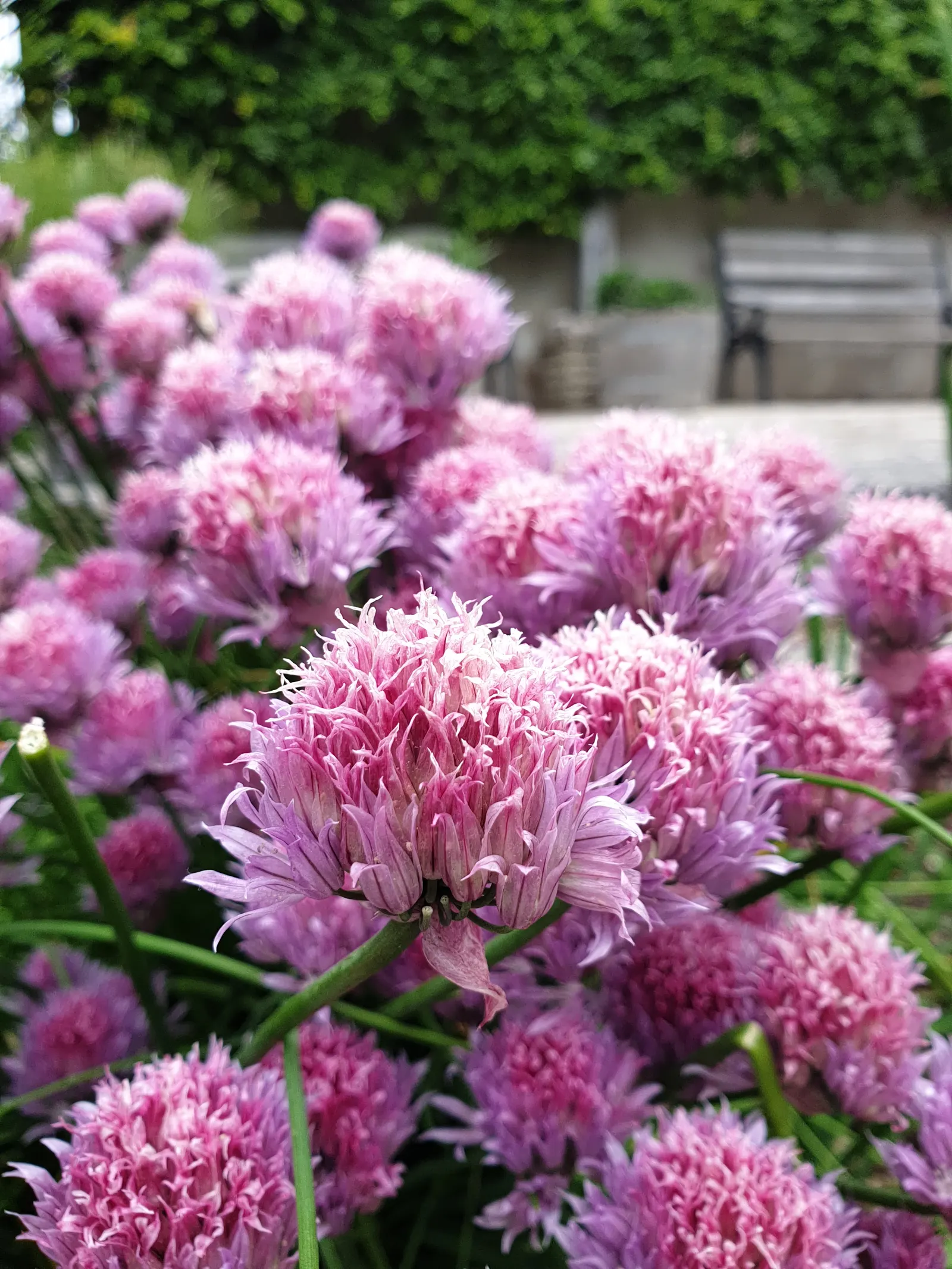Chives (Allium Schoenoprasum) — is a perennial herb that is both ornamental and functional