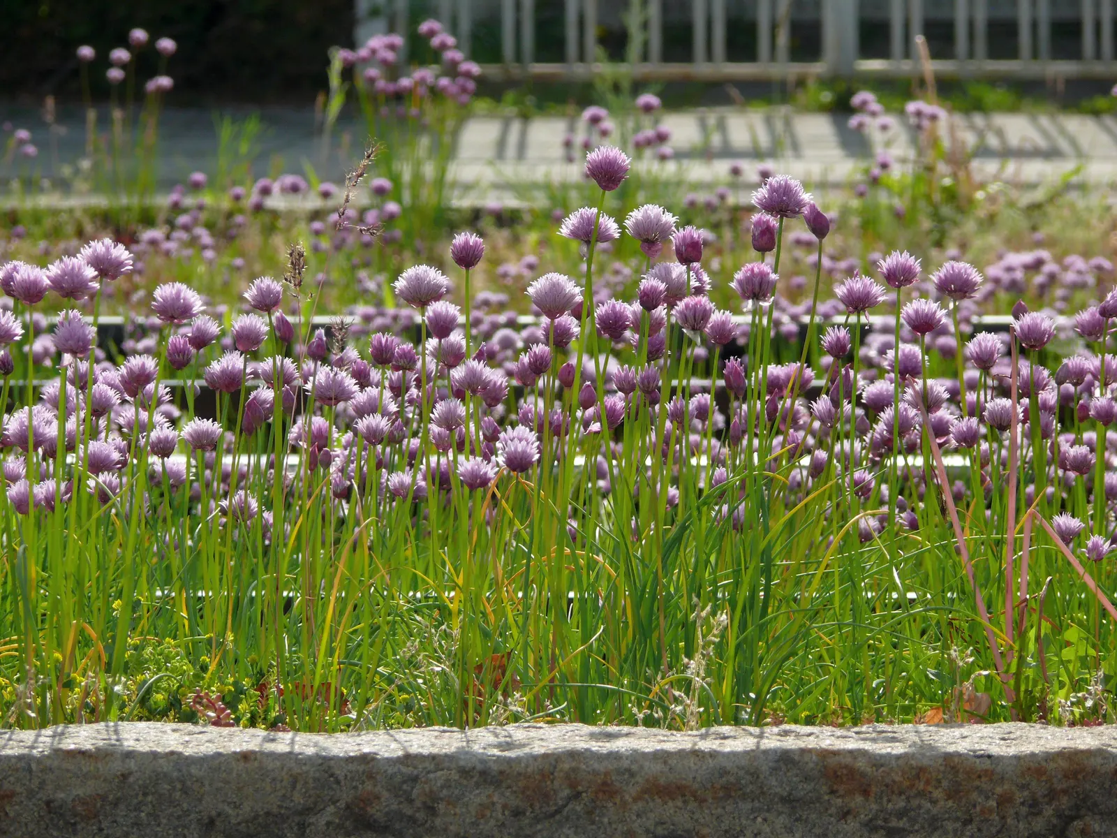 Chives (Allium Schoenoprasum) — bringing with them a fresh; clusters of tube-shaped foliage reach up to 12-18 inches in height, offering a fresh green hue to