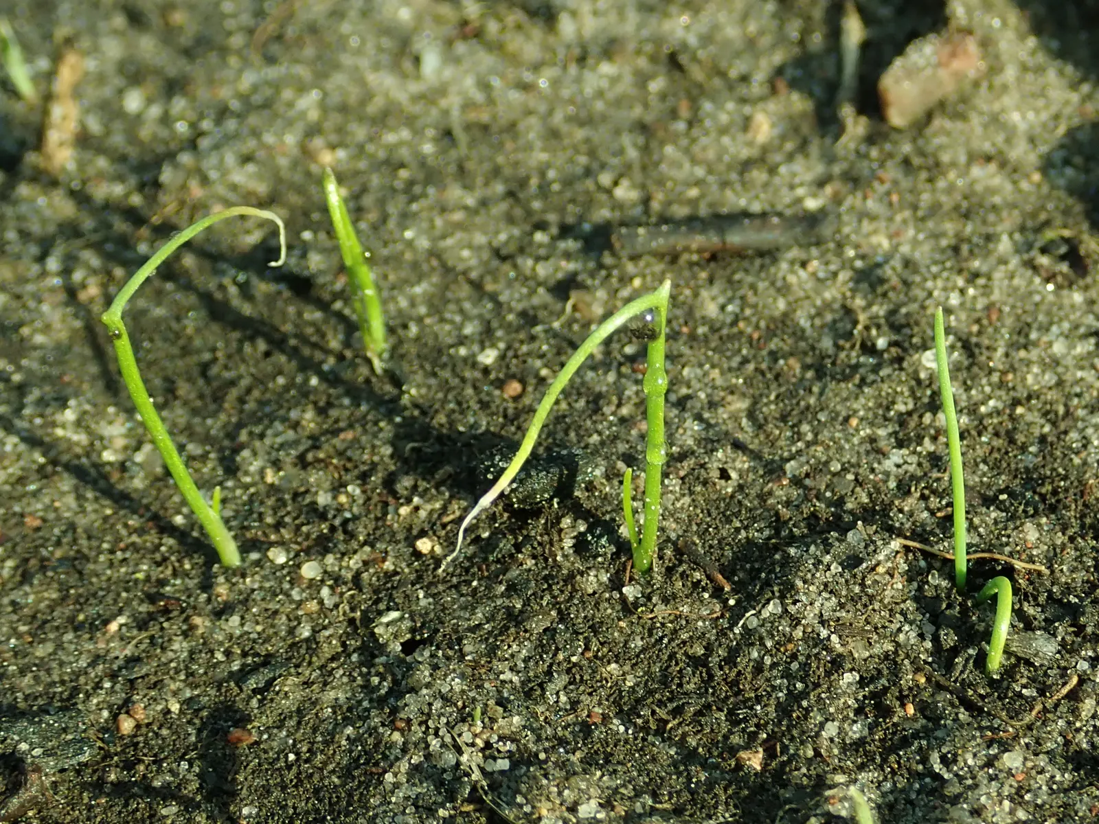 Chives (Allium Schoenoprasum) — making it a versatile addition to any garden design; chives (Allium schoenoprasum) are a perennial herb, image 112