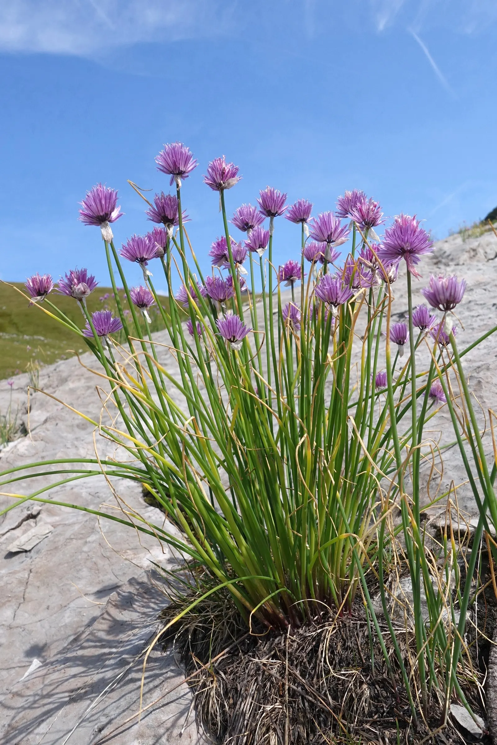 Chives (Allium Schoenoprasum) — Space plants approximately 8-12 inches apart; onion-like flavor that is a staple in various cuisines, image 110