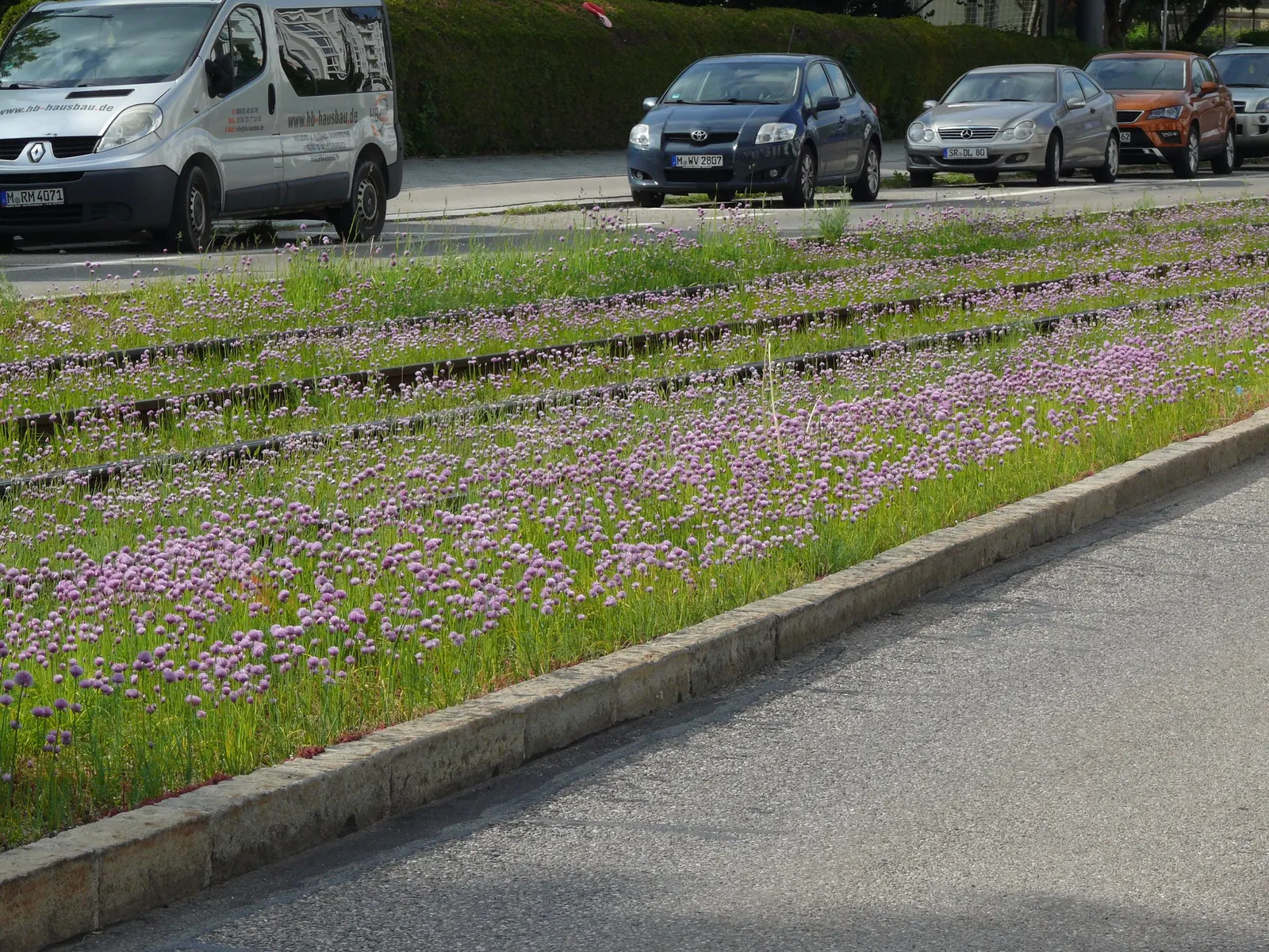Chives (Allium Schoenoprasum) — with both leaves and flowers being suitable for culinary use
