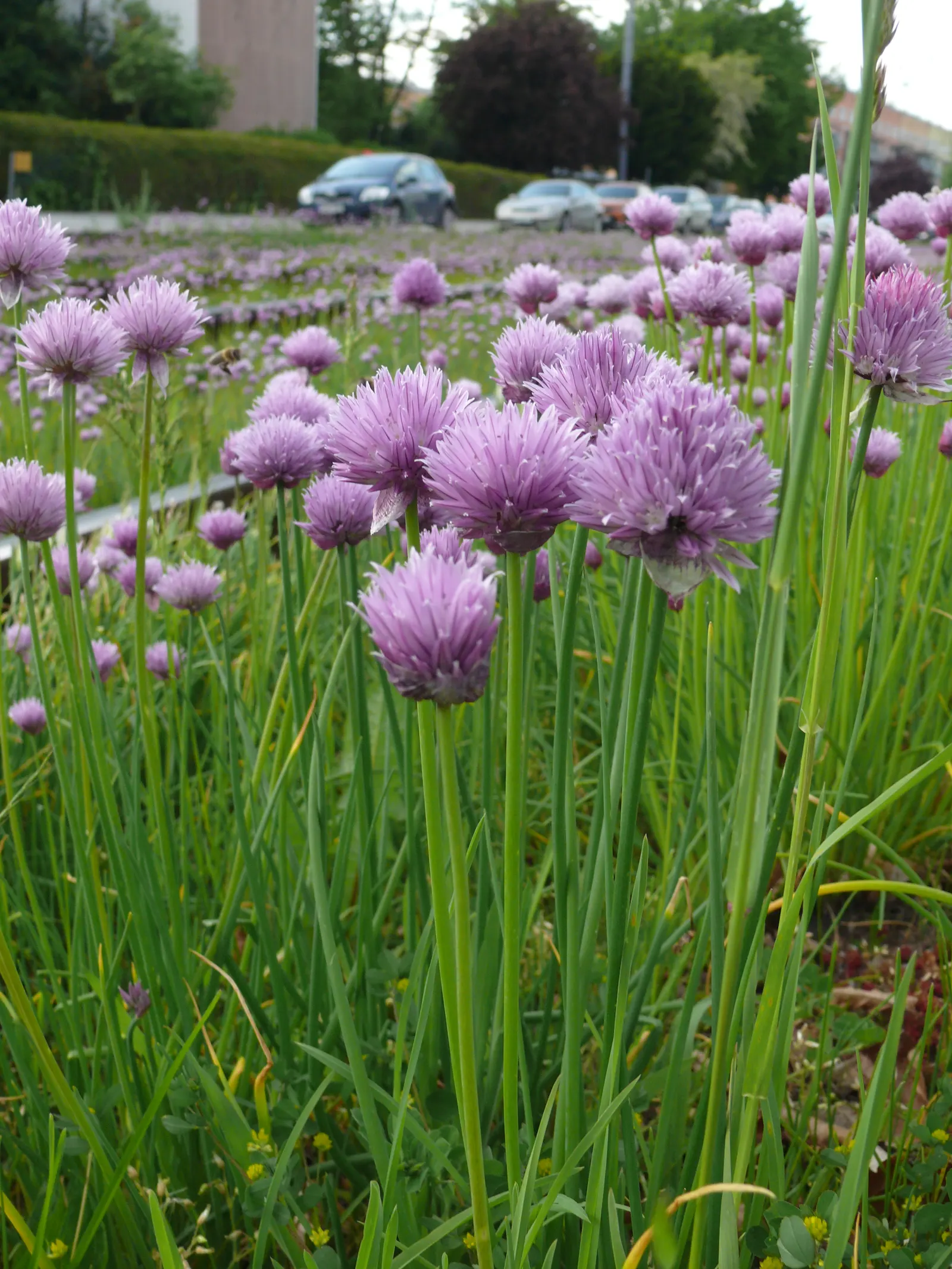 Chives (Allium Schoenoprasum) — Hardy in USDA zones 3 through 9; bringing with them a fresh, image 69