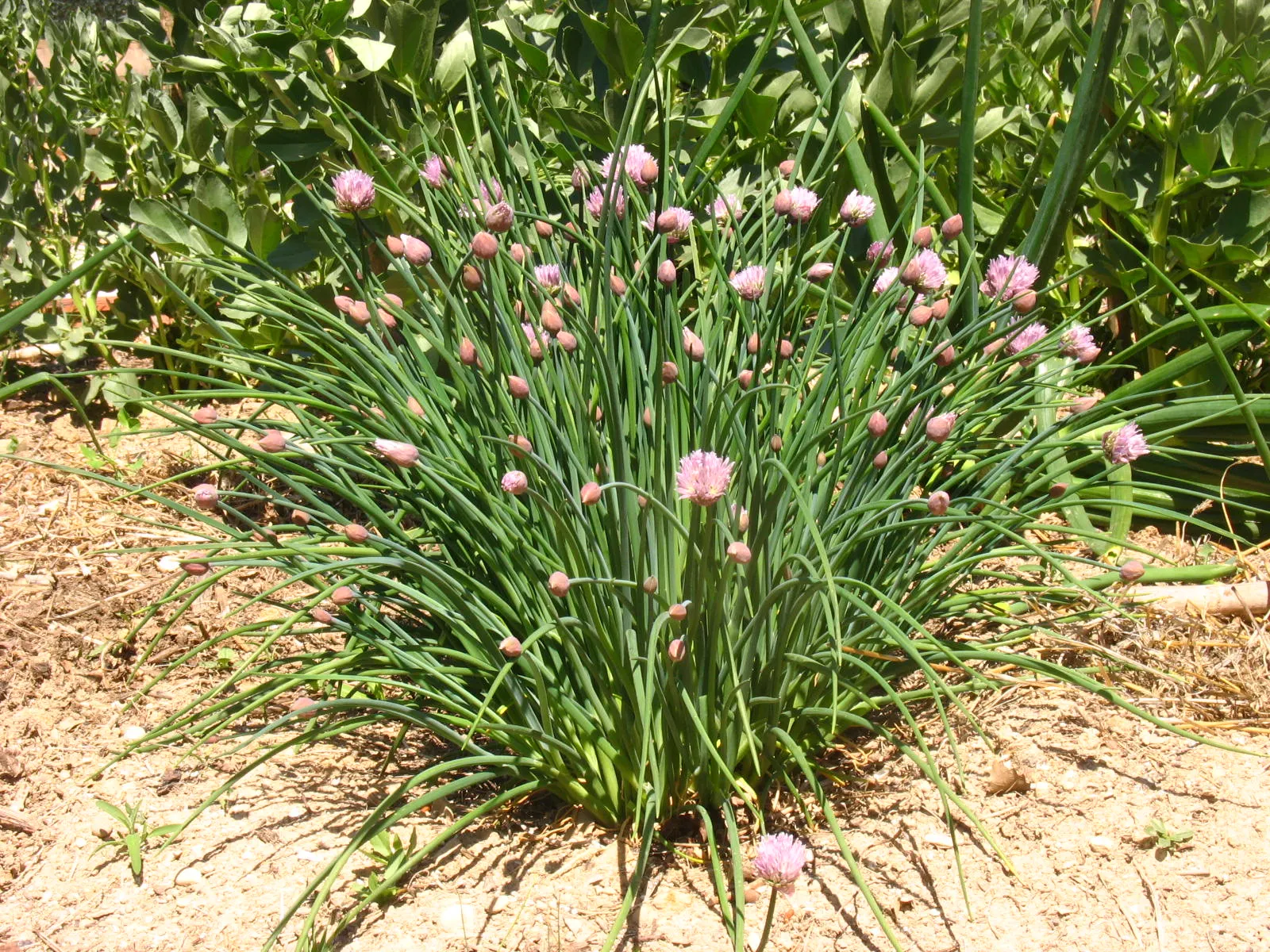 Chives (Allium Schoenoprasum) — chives are low maintenance