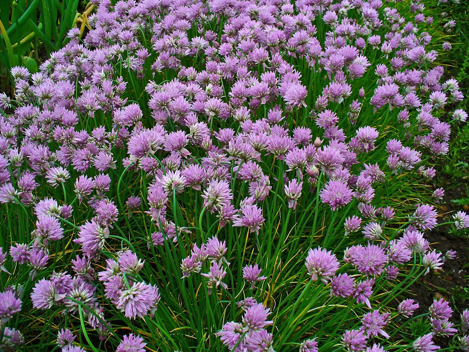 Chives (Allium Schoenoprasum) — bulb for full or half; with both leaves and flowers being suitable for culinary use