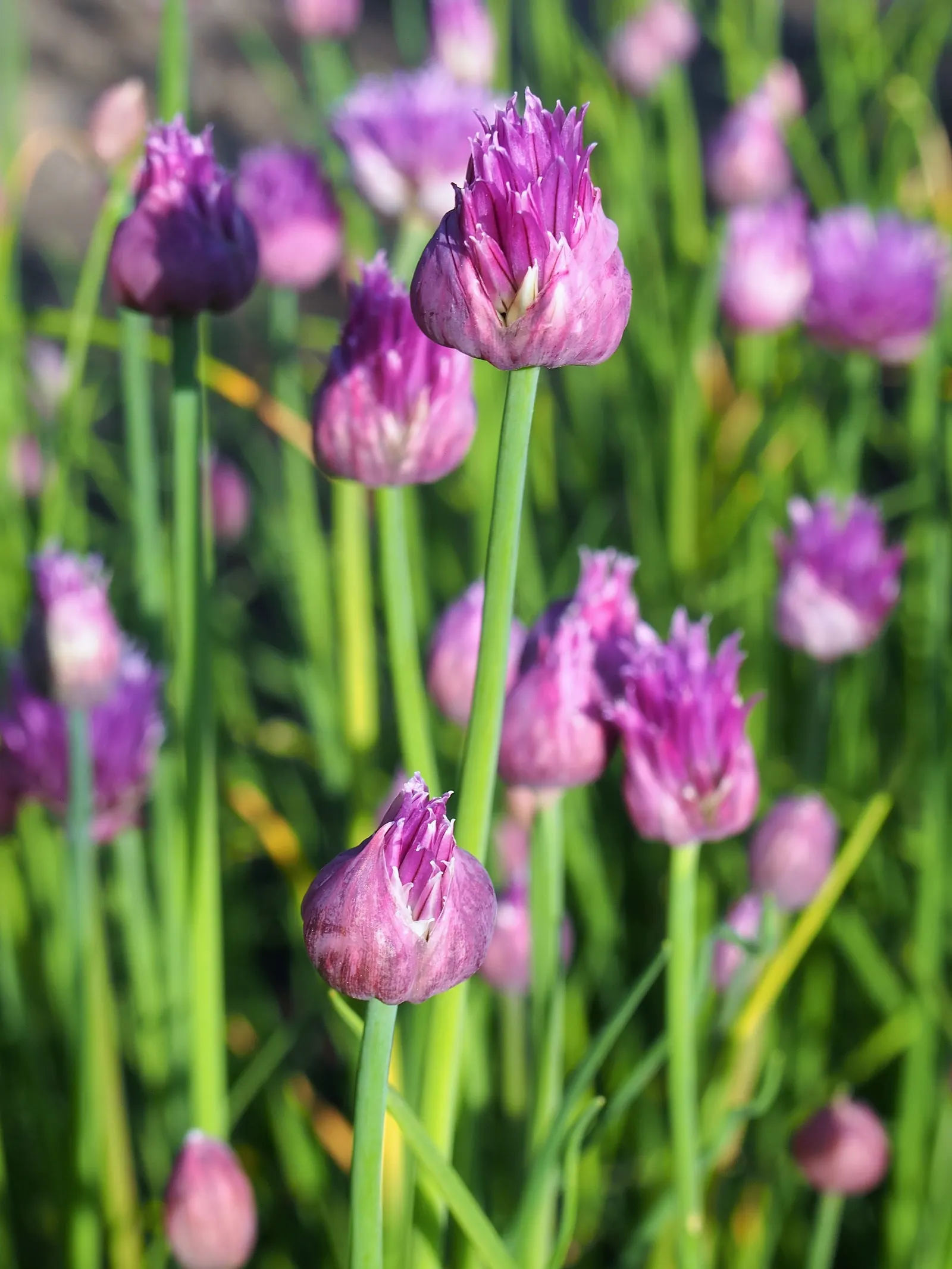 Chives (Allium Schoenoprasum) — with a spread of approximately 8 to 12 inches; these flowers can reach up to 1 to 2 inches in diameter, image 88