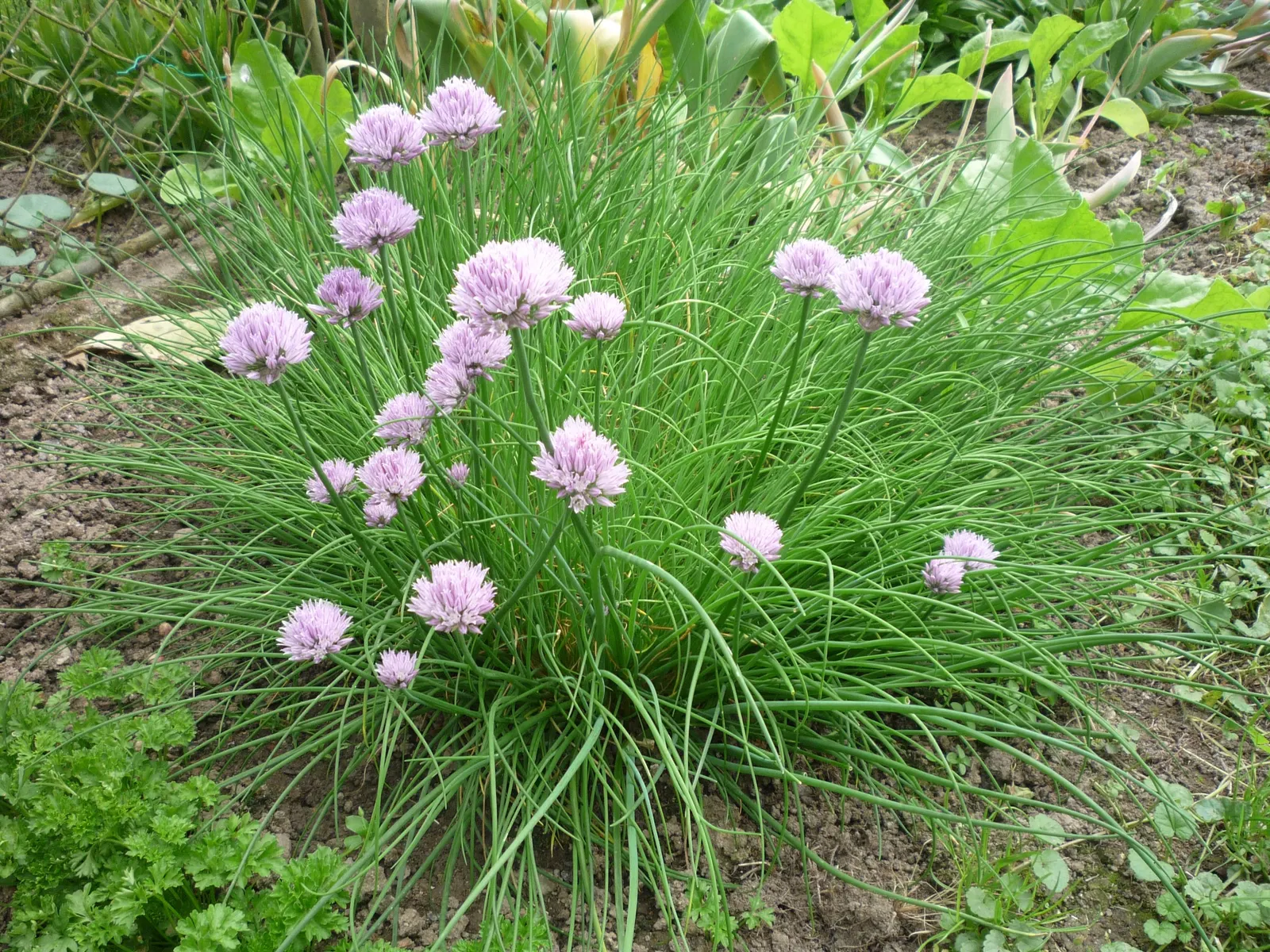 Chives (Allium Schoenoprasum) — bulb for full or half