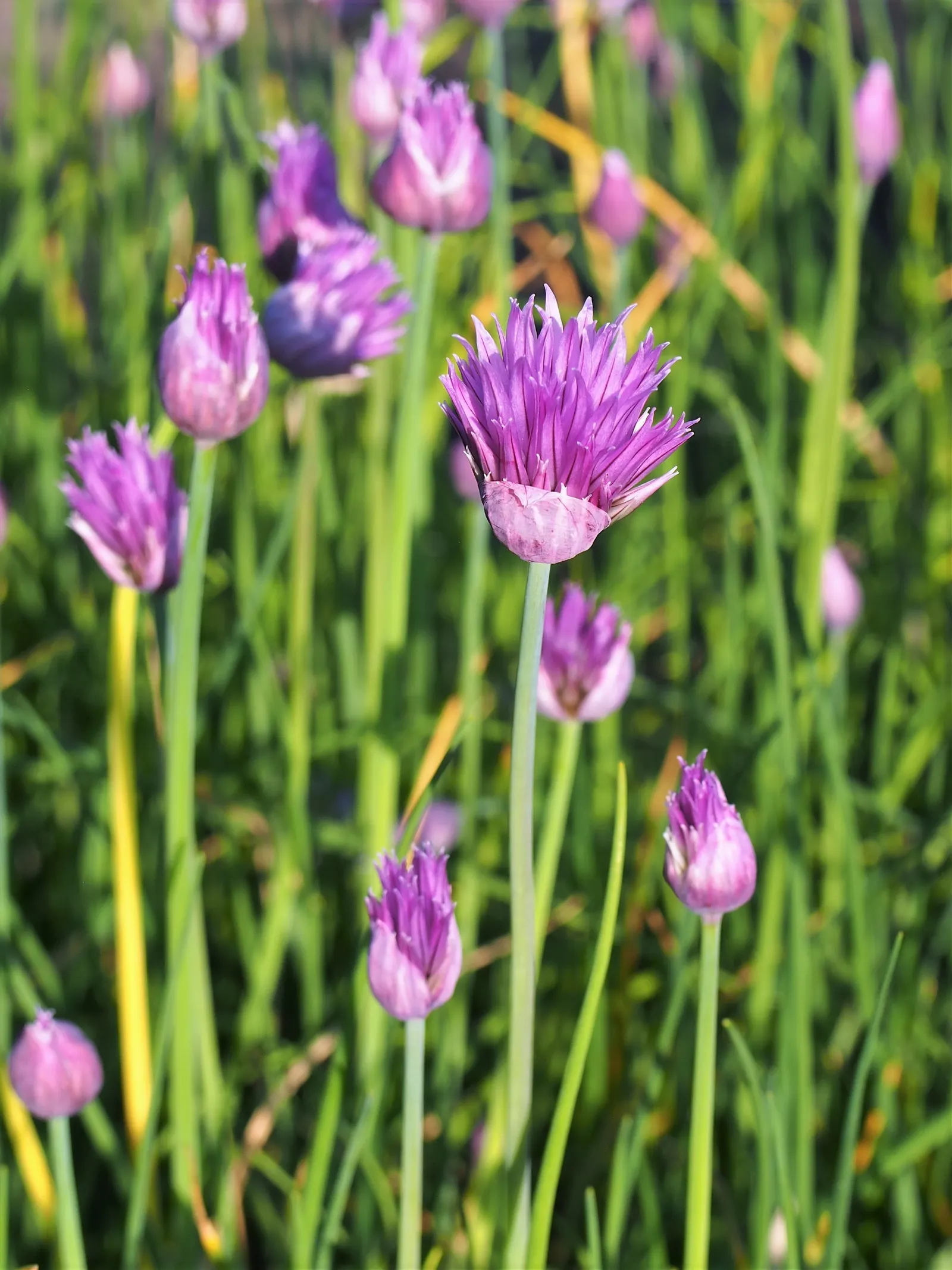Chives (Allium Schoenoprasum) — bulb with lavender and purple blooms; adding a splash of color and are particularly attractive to pollinators such, image 77