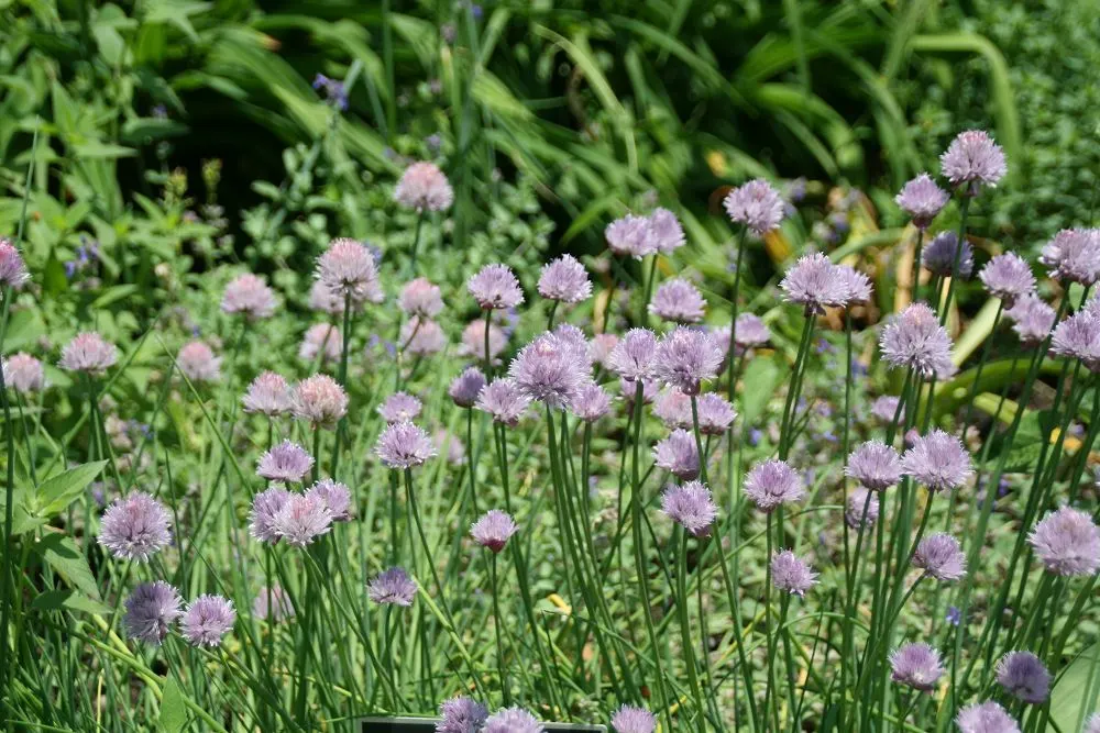 Chives (Allium Schoenoprasum) — is a perennial herb that is both ornamental and functional; chives are low maintenance, image 59