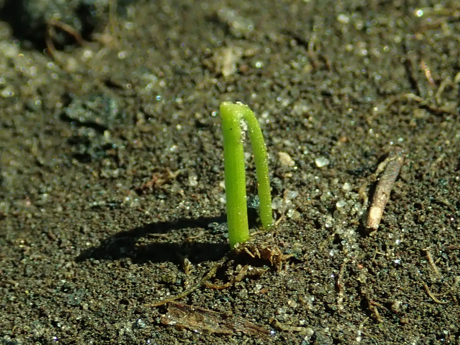Chives (Allium Schoenoprasum) — Clusters of tube-shaped foliage reach up to 12-18 inches in height, offering a fresh green hue to any garden; these, image 81
