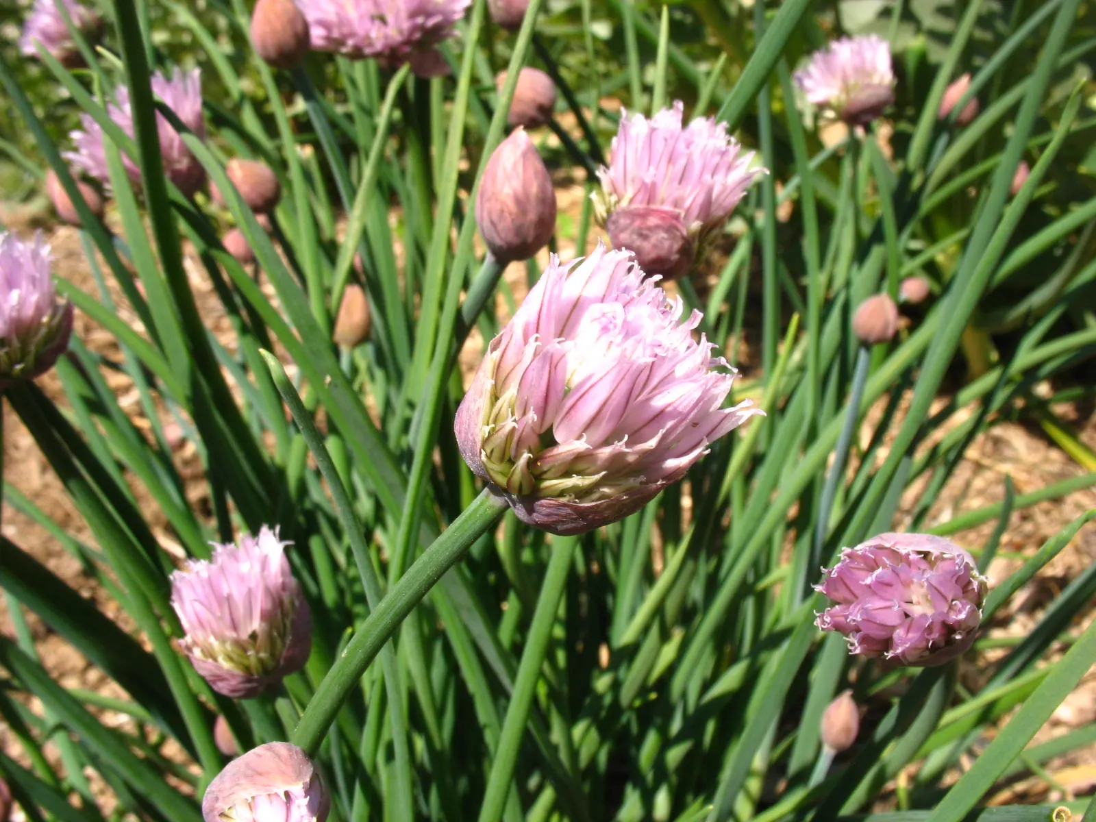 Chives (Allium Schoenoprasum) — Clusters of tube-shaped foliage reach up to 12-18 inches in height, offering a fresh green hue to any garden