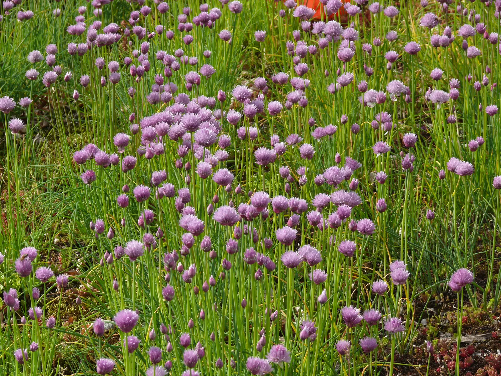 Chives (Allium Schoenoprasum) — lavender and purple flowers in the garden; growing to a mature height of 12 to 18 inches