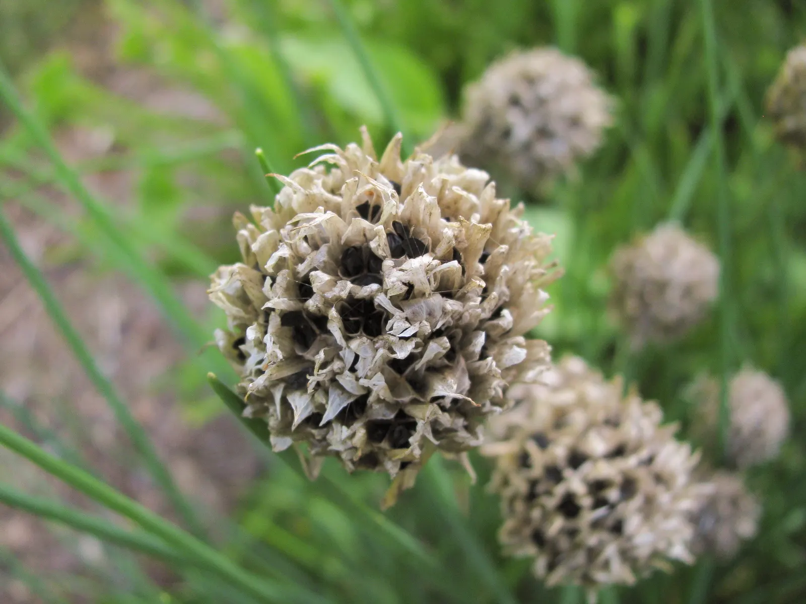 Chives (Allium Schoenoprasum) — is a perennial herb that is both ornamental and functional; chives are low maintenance, image 111