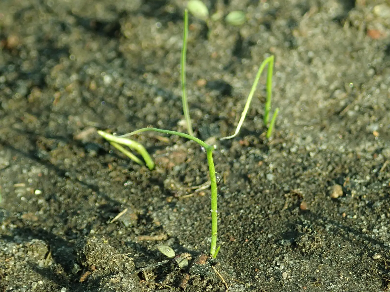 Chives (Allium Schoenoprasum) — these resilient plants can withstand cold winters; making them a strong perennial choice